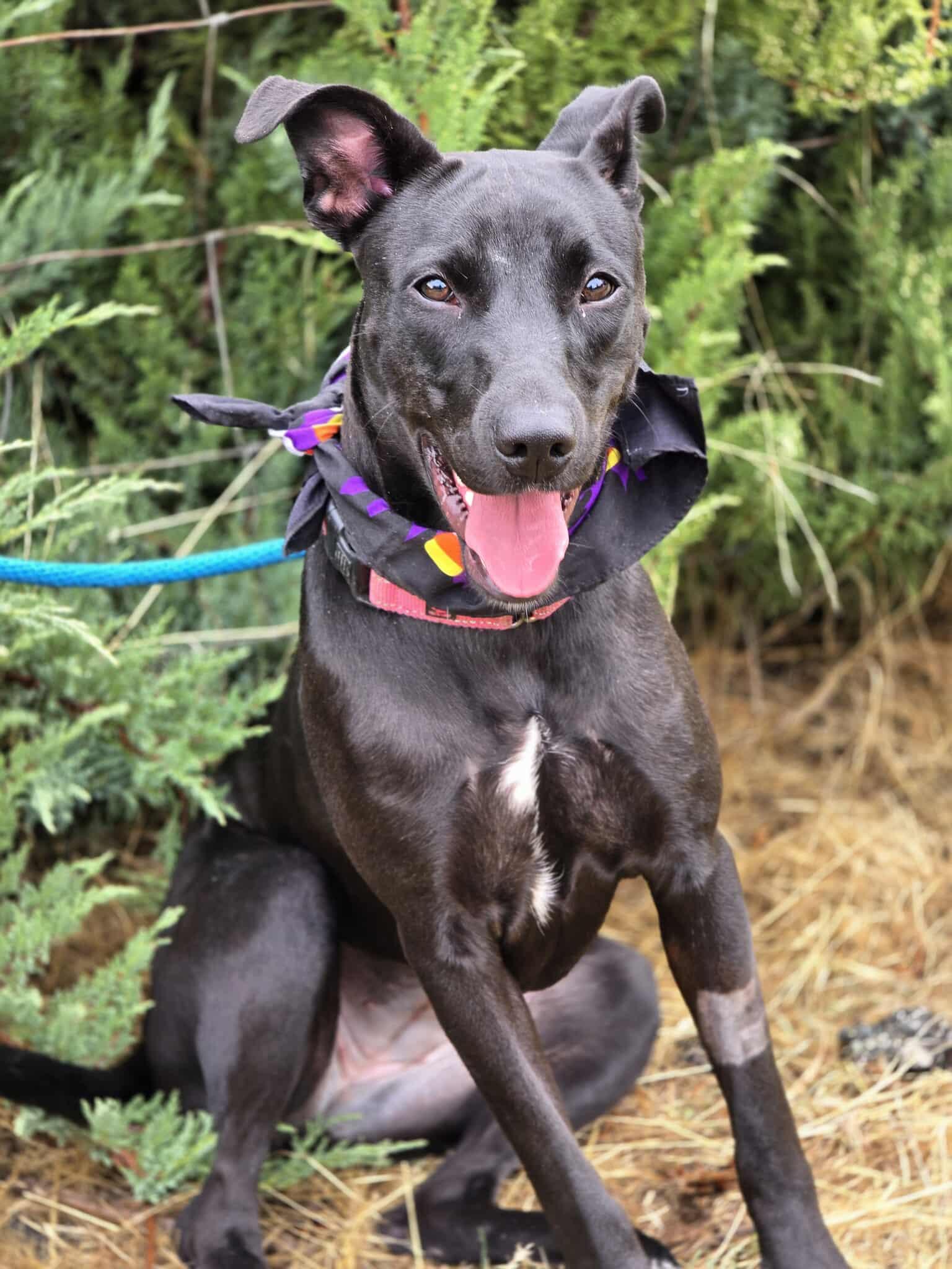 Enlarge Ophelia, a Adoptable mixed breed in Grants Pass, OR image 5/6