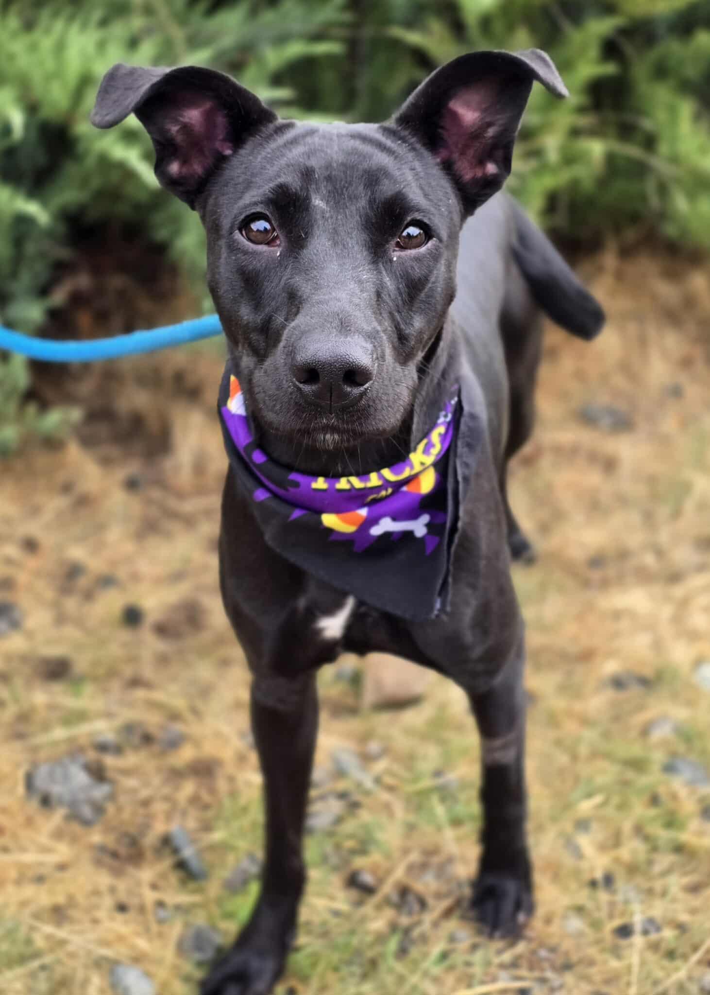 Enlarge Ophelia, a Adoptable mixed breed in Grants Pass, OR image 6/6