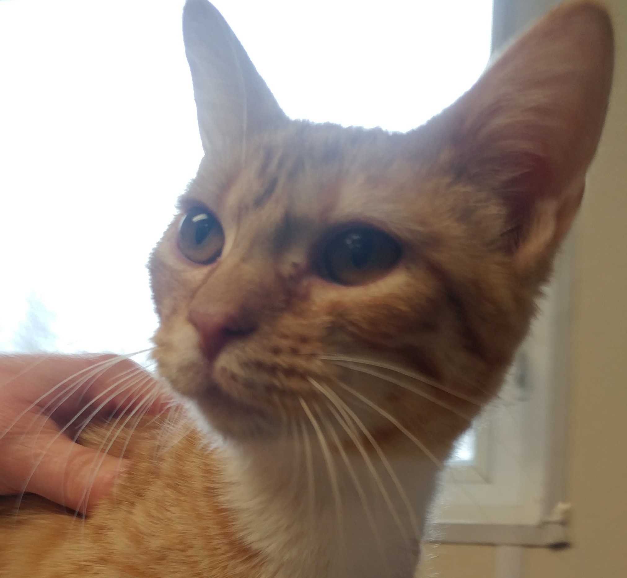 Olive, a Adoptable mixed breed in Robinson, IL image 1/4