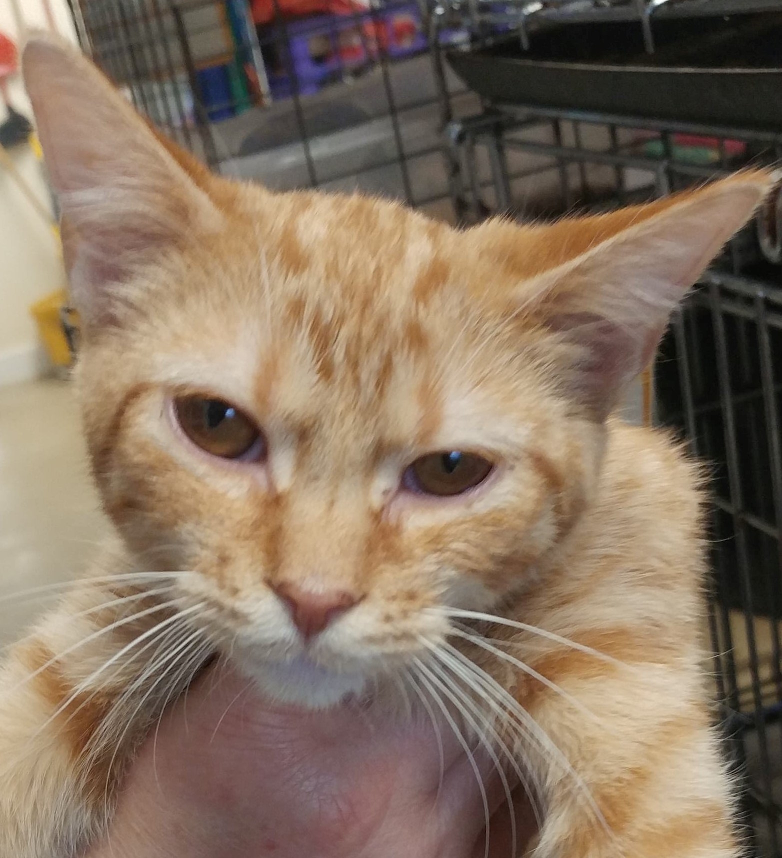 Olive, a Adoptable mixed breed in Robinson, IL image 2/4