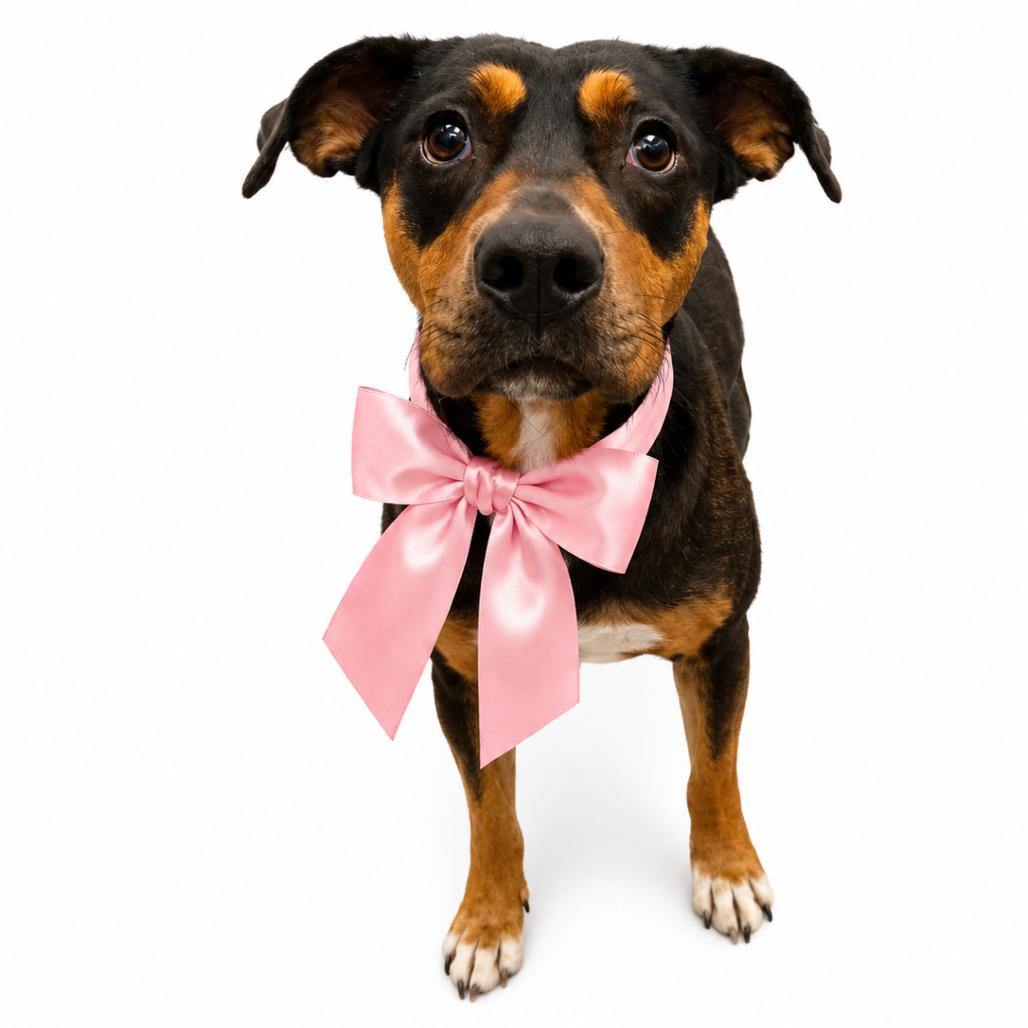 Comere(Available in Foster), Adoptable, Adult Female Mixed Breed.