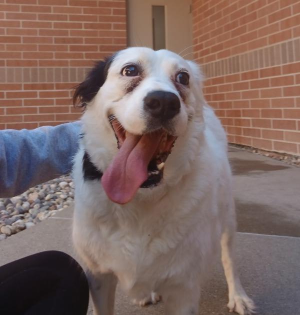 Enlarge Ruby, a Adoptable mixed breed in Sioux City, IA image 1/2