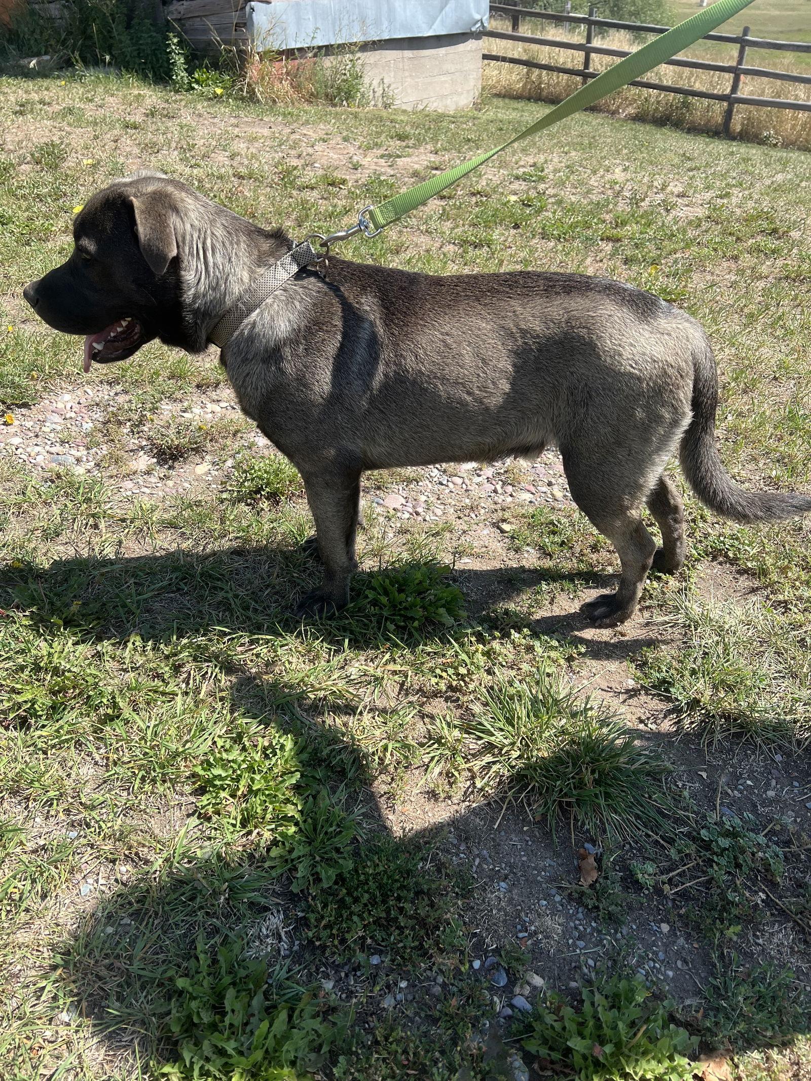 Maximus, a Adoptable Mastiff in Polson, MT image 1/3