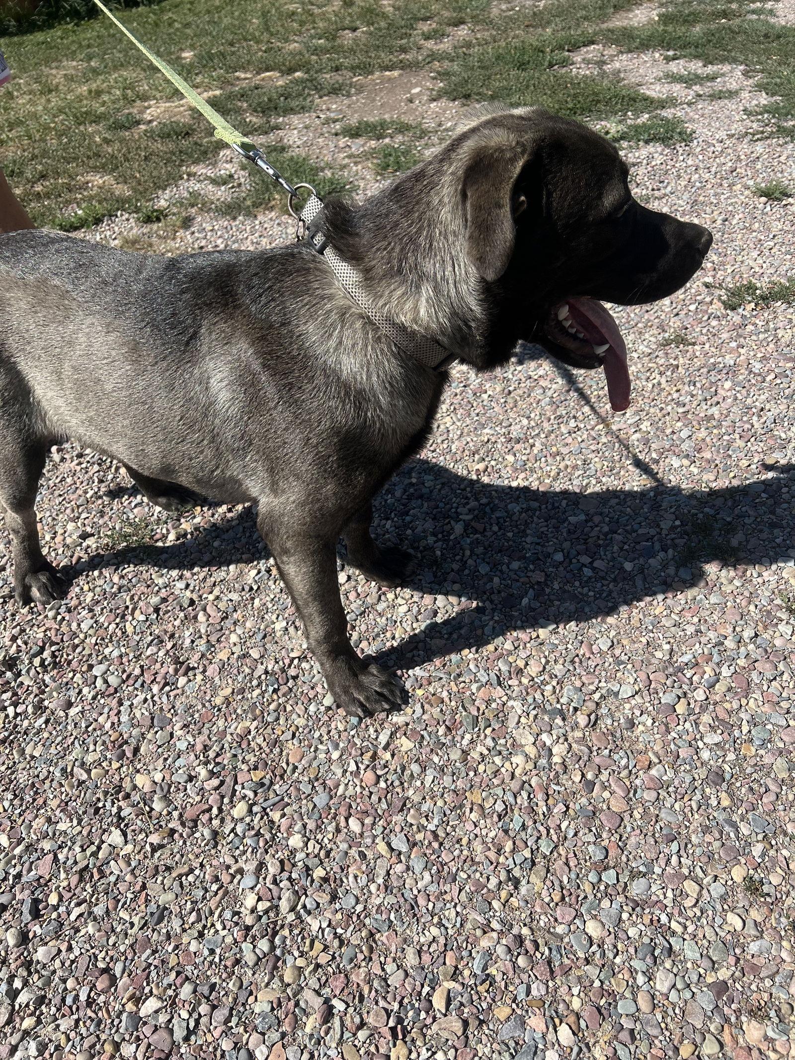 Maximus, a Adoptable Mastiff in Polson, MT image 2/3