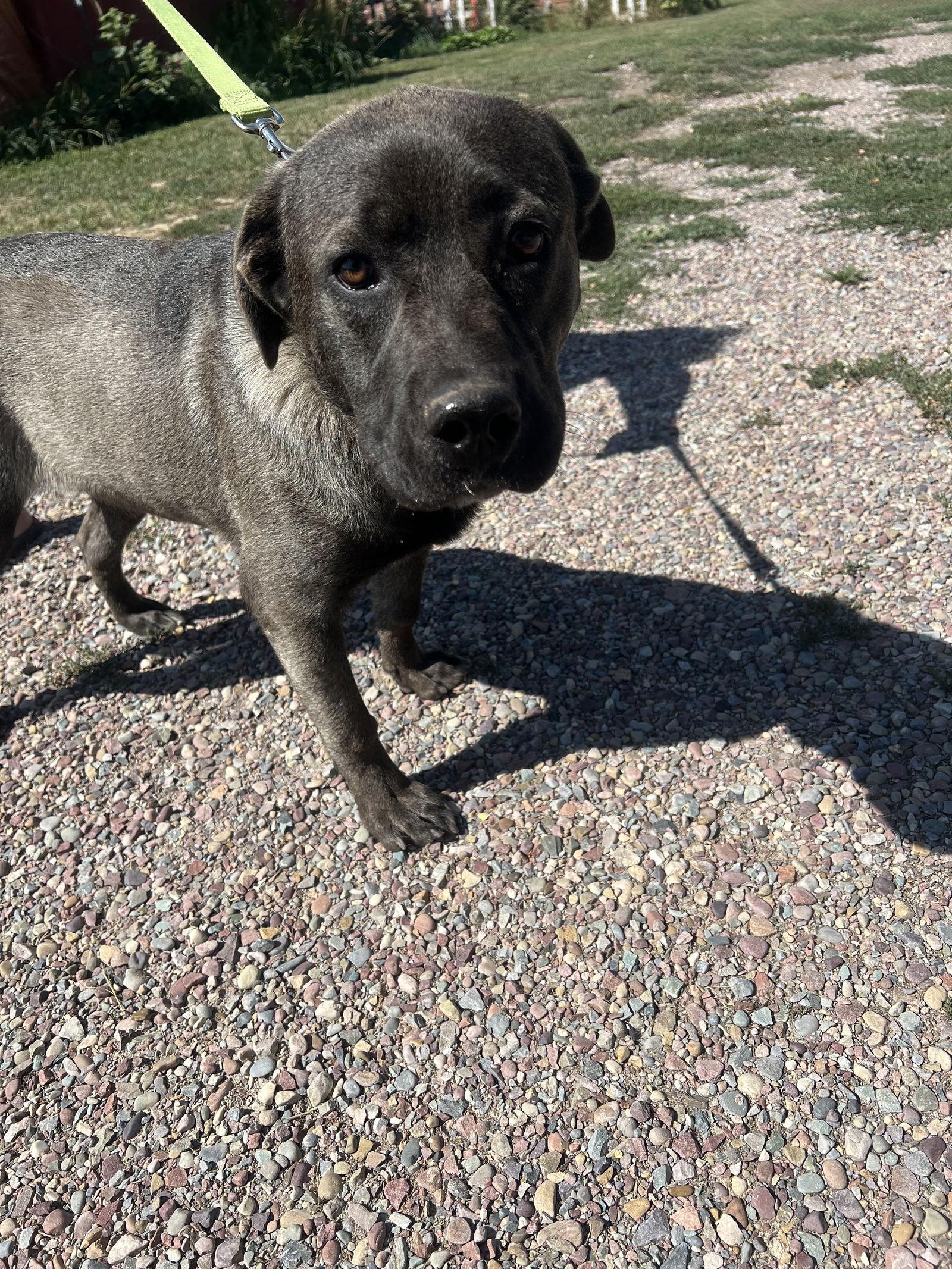 Maximus, a Adoptable Mastiff in Polson, MT image 3/3