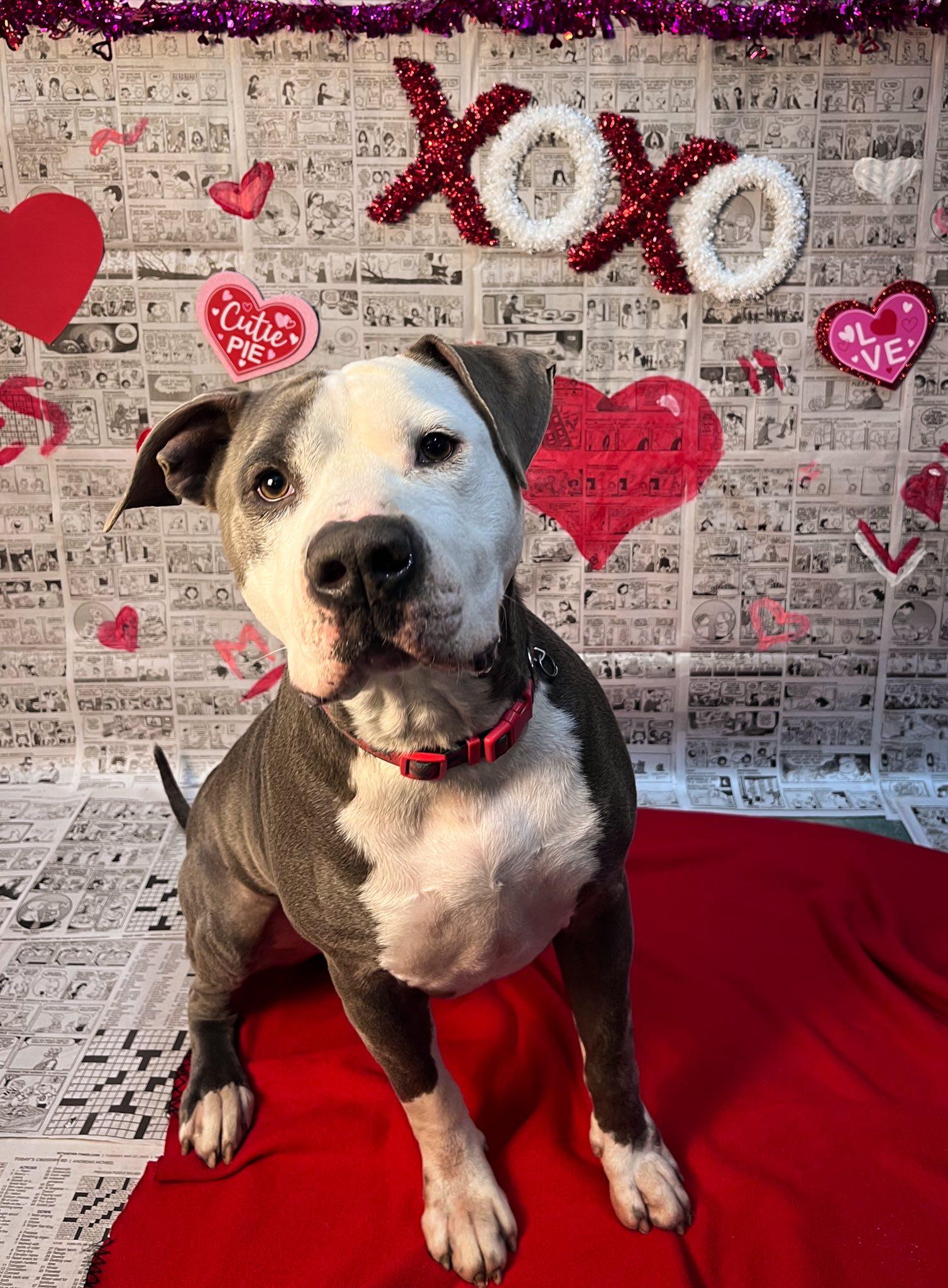 Enlarge Deuce, a Adoptable Pit Bull Terrier in Martinsville, IN image 1/6