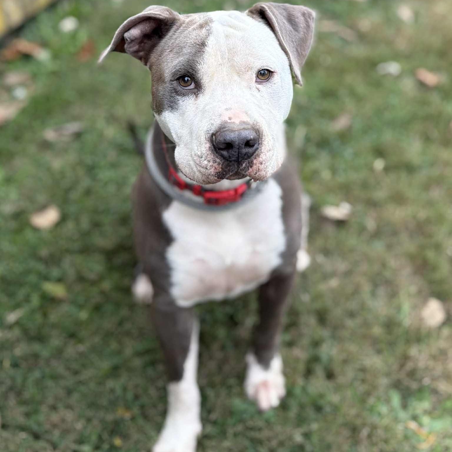 Enlarge Deuce, a Adoptable Pit Bull Terrier in Martinsville, IN image 6/6