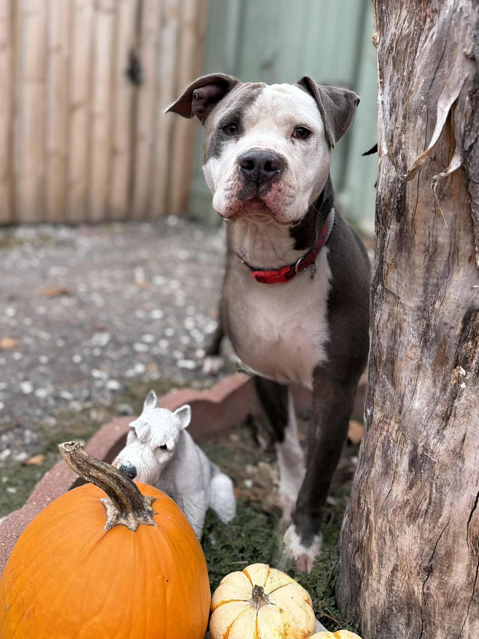 Enlarge Deuce, a Adoptable Pit Bull Terrier in Martinsville, IN image 5/6