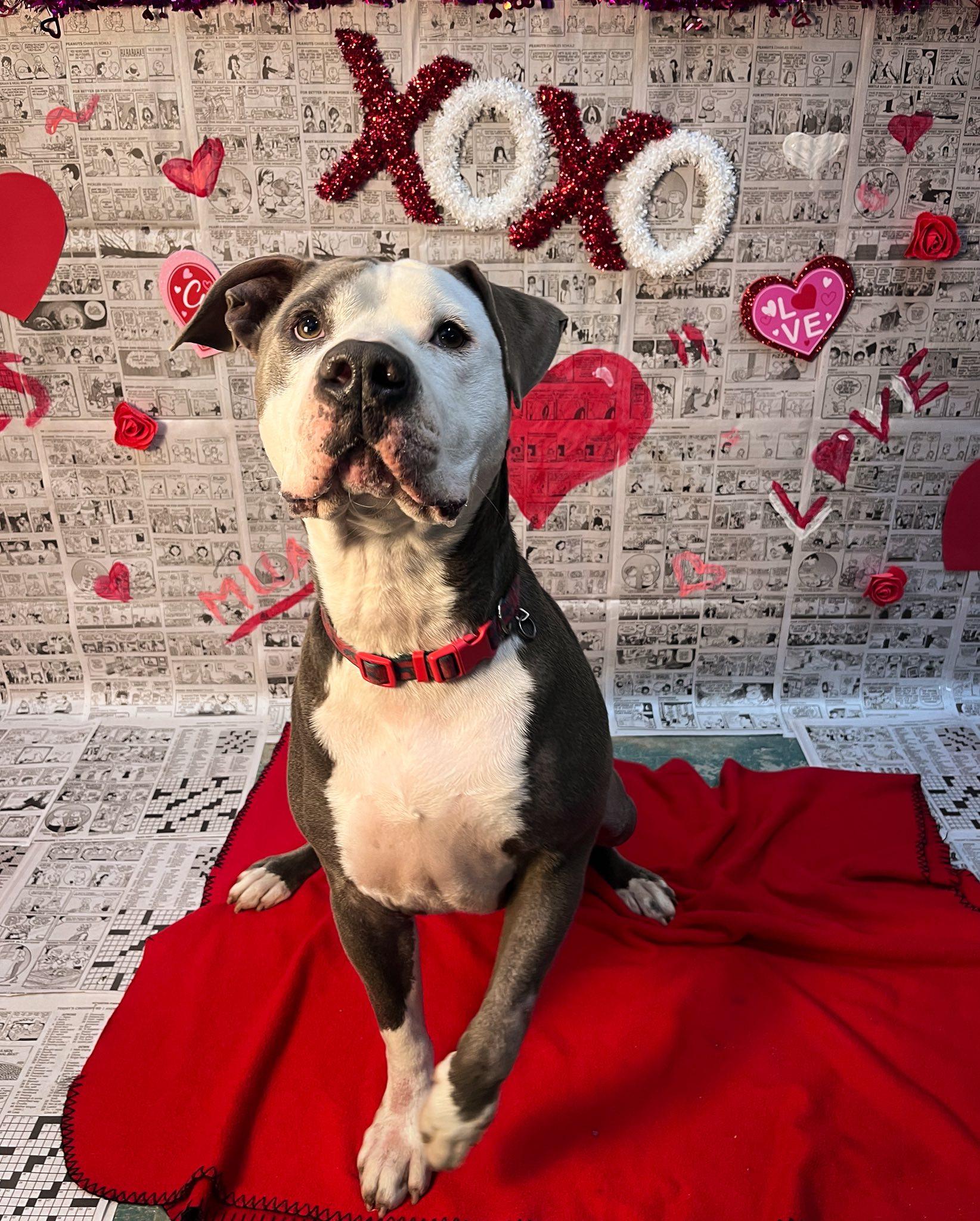 Enlarge Deuce, a Adoptable Pit Bull Terrier in Martinsville, IN image 3/6