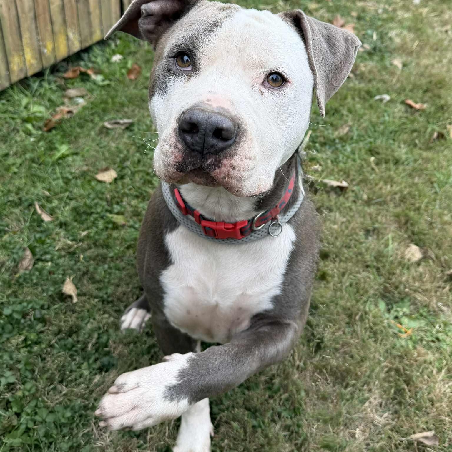 Enlarge Deuce, a Adoptable Pit Bull Terrier in Martinsville, IN image 1/6
