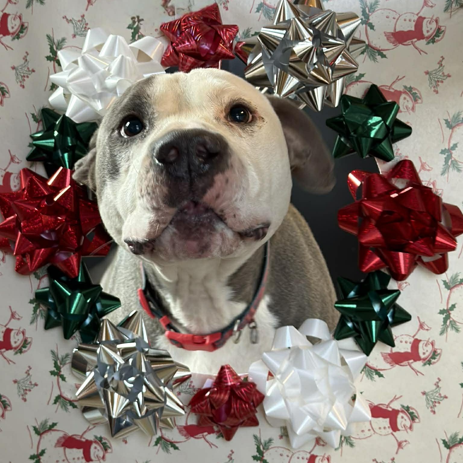 Enlarge Deuce, a Adoptable Pit Bull Terrier in Martinsville, IN image 2/6