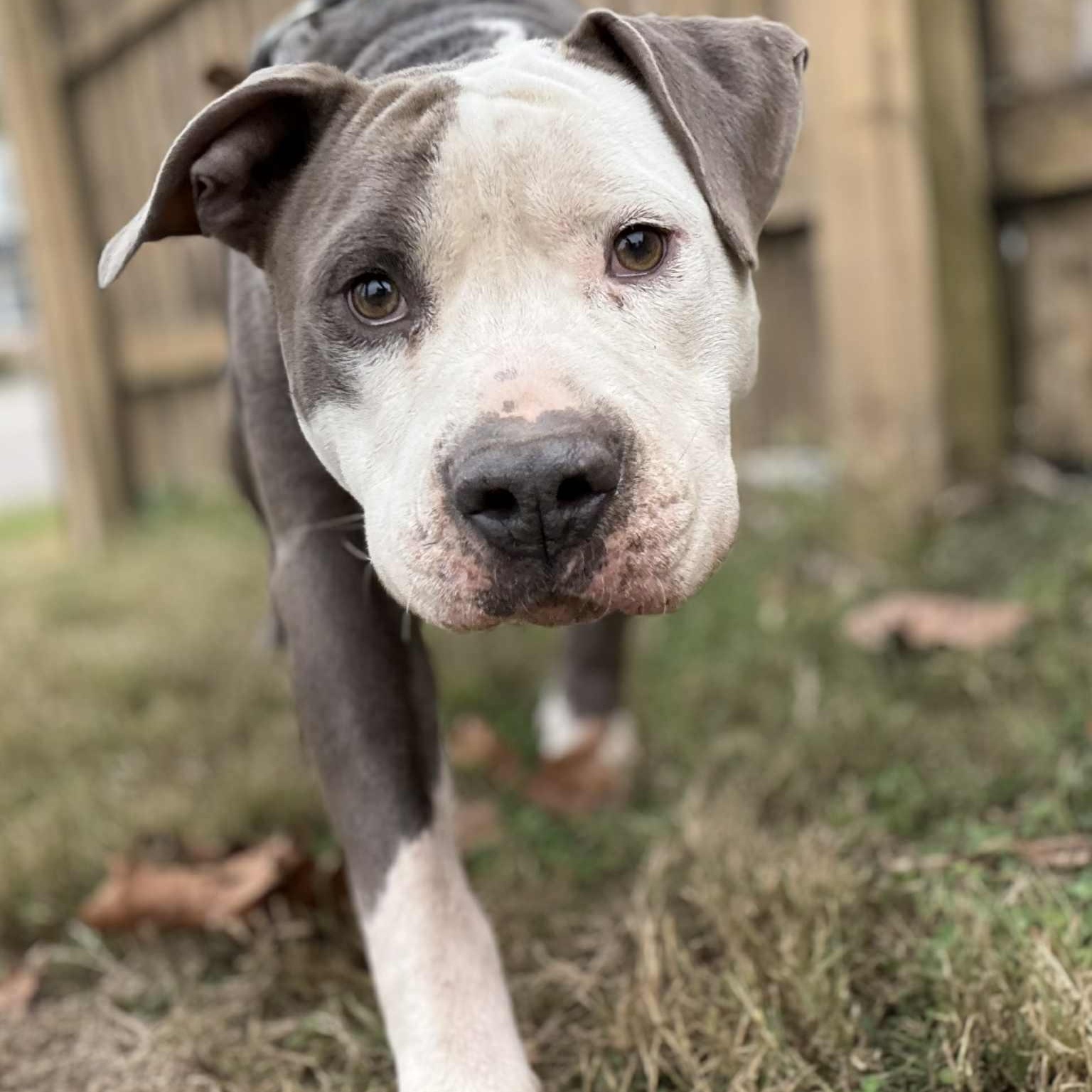 Enlarge Deuce, a Adoptable Pit Bull Terrier in Martinsville, IN image 3/6