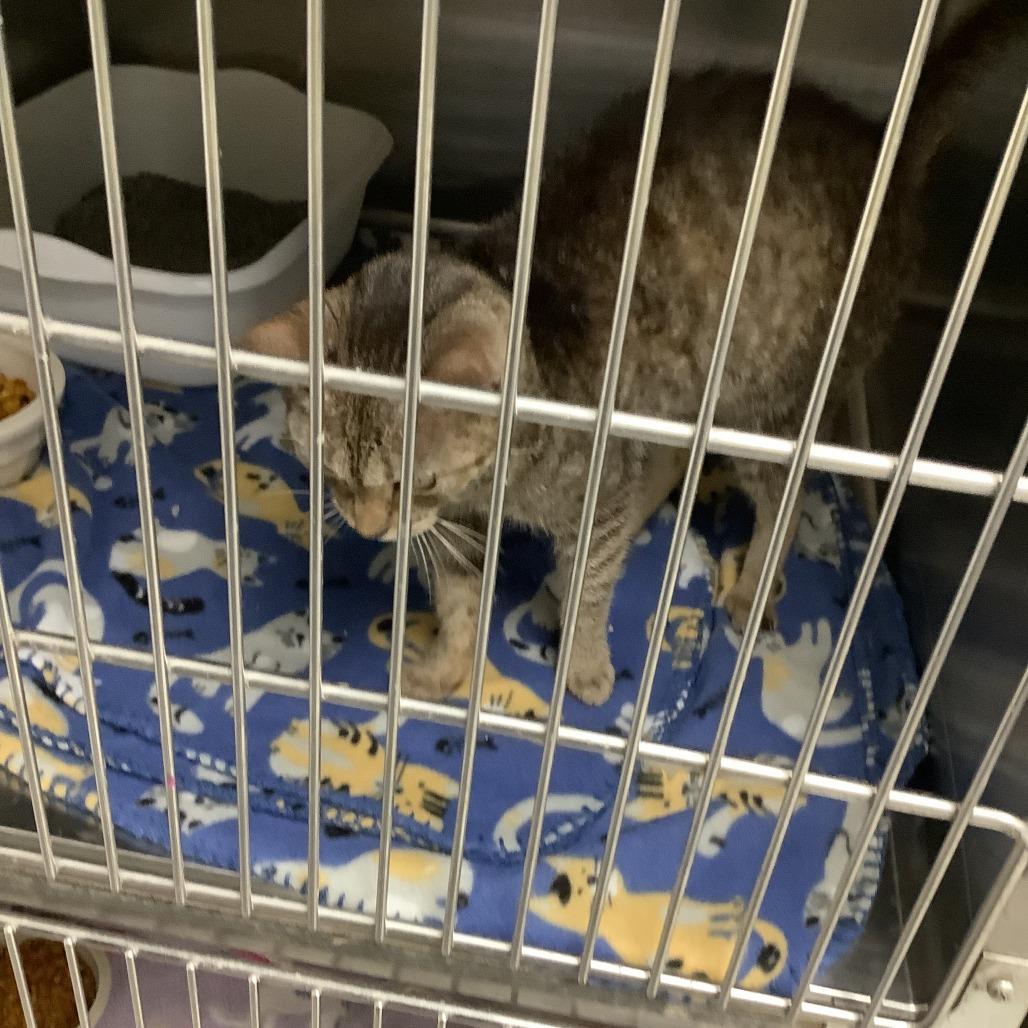 Enlarge Sapphire, a Adoptable Domestic Short Hair in Hannibal, MO image 1/2