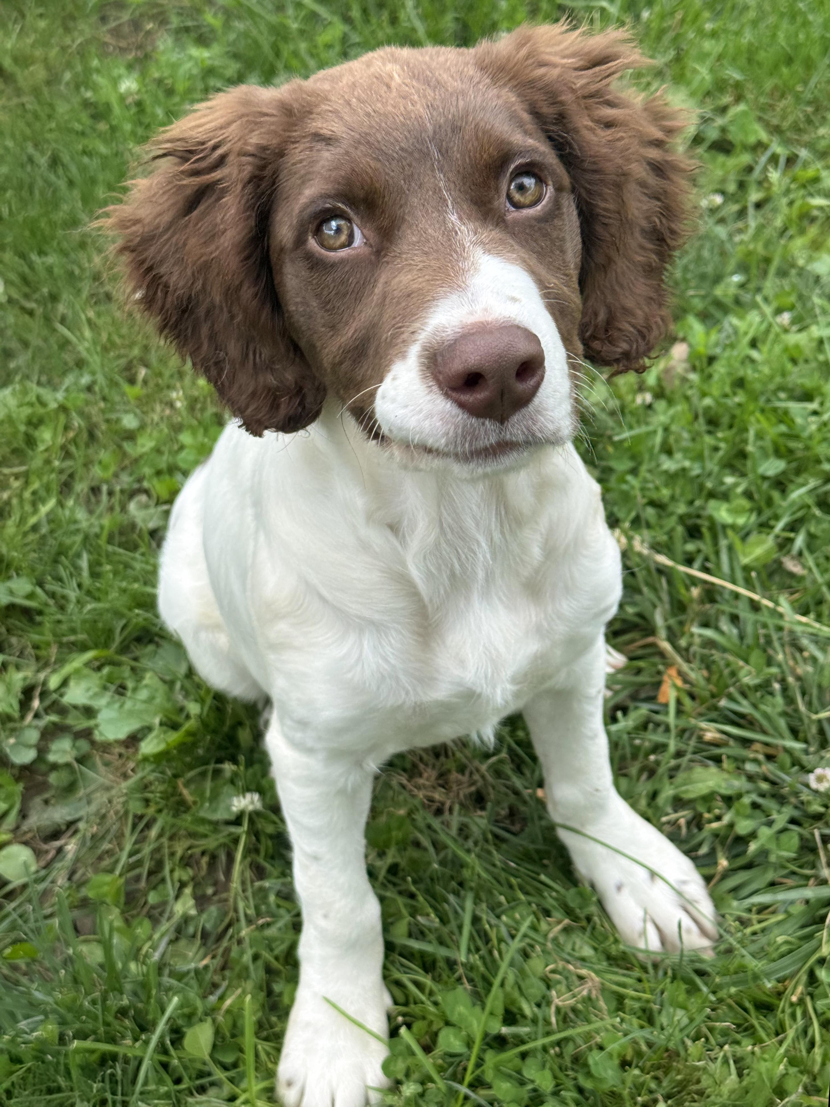 Enlarge Daisy, an adopted mixed breed in Anderson, IN image 1/4