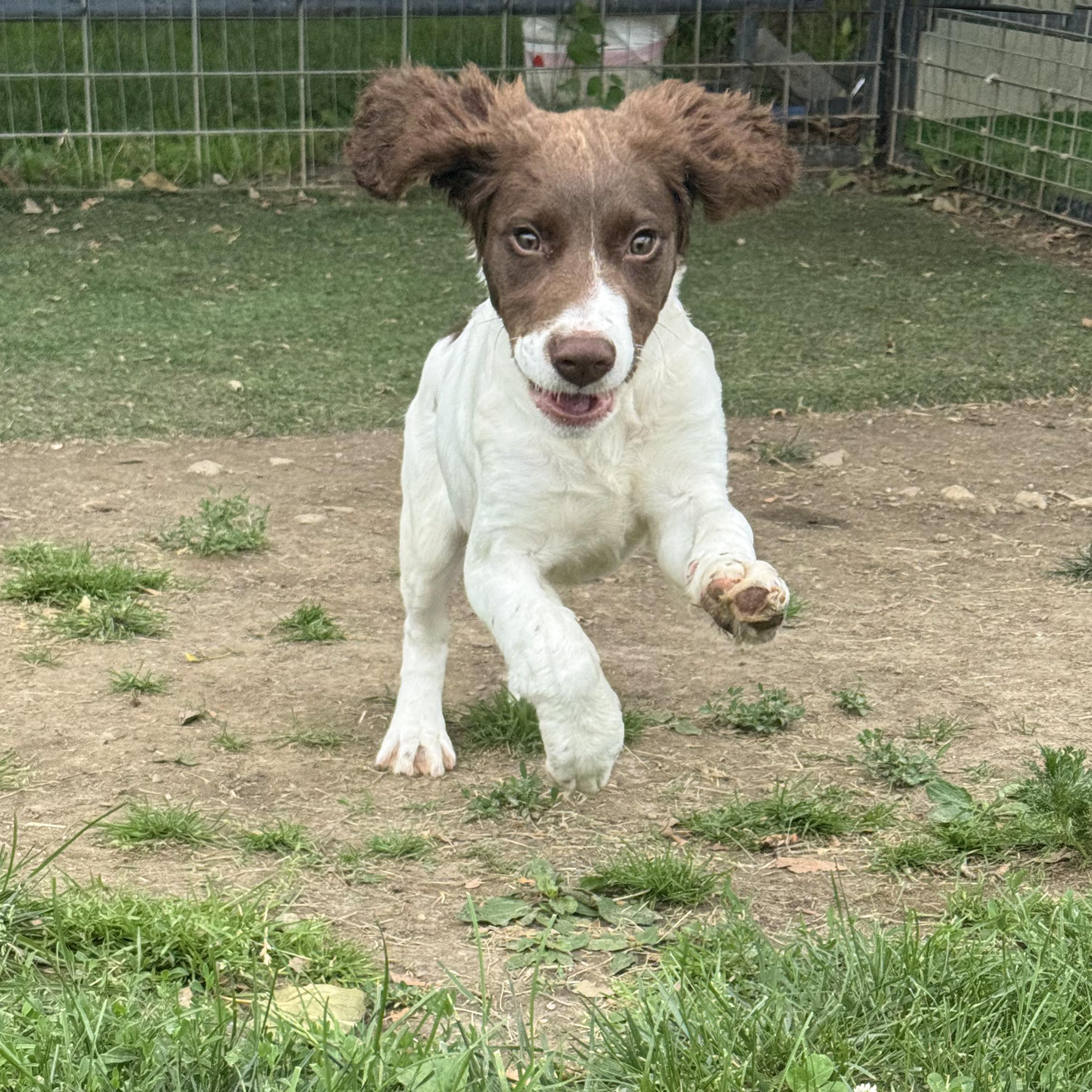 Enlarge Daisy, an adopted mixed breed in Anderson, IN image 4/4
