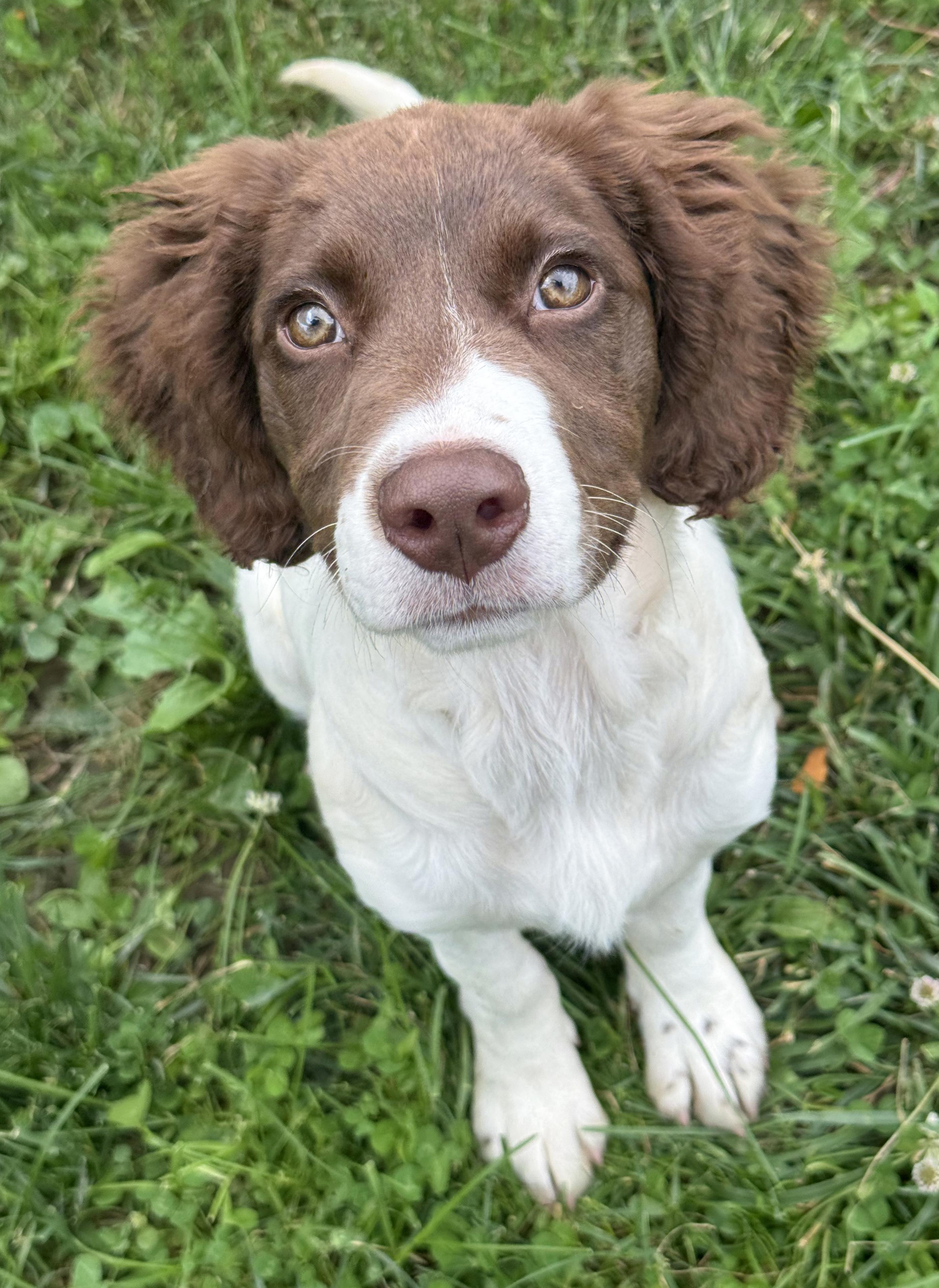 Enlarge Daisy, an adopted mixed breed in Anderson, IN image 2/4