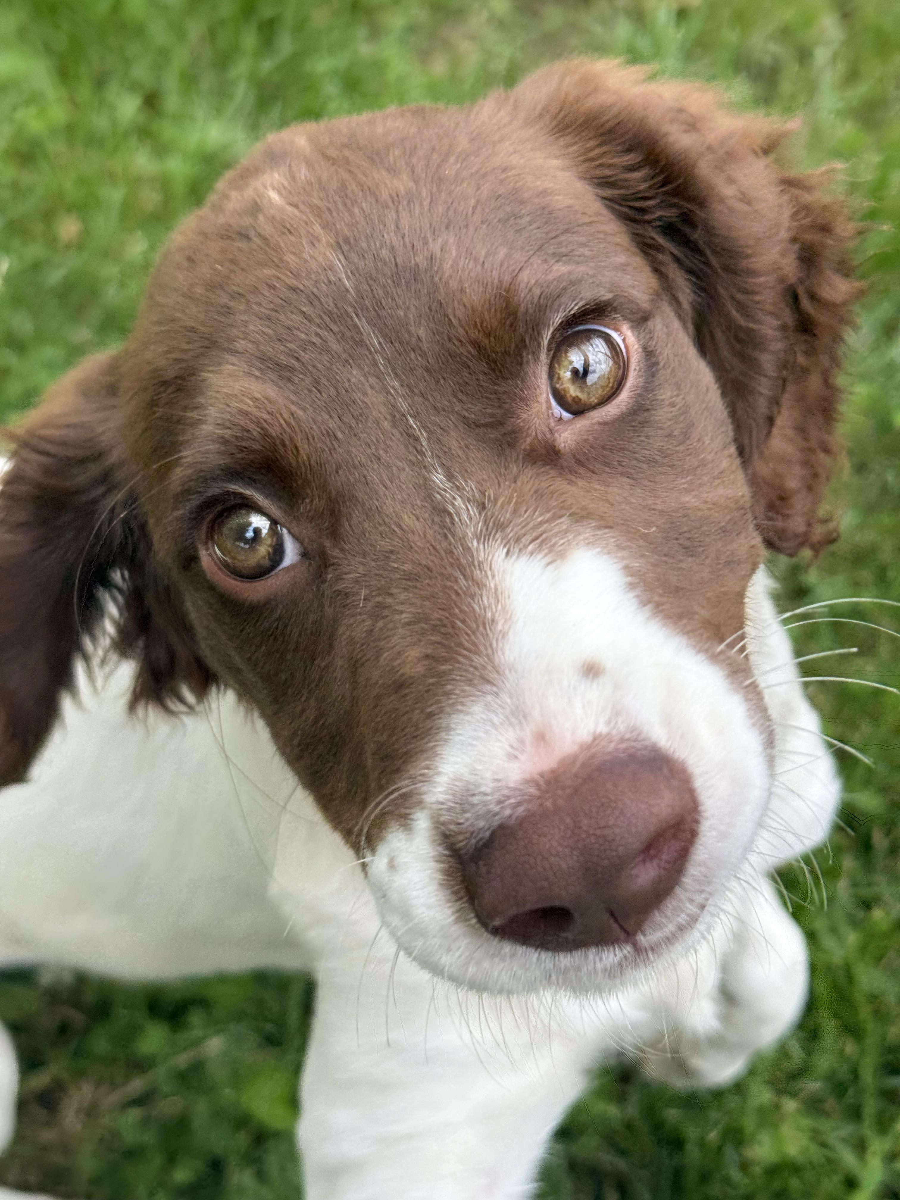 Enlarge Daisy, an adopted mixed breed in Anderson, IN image 3/4