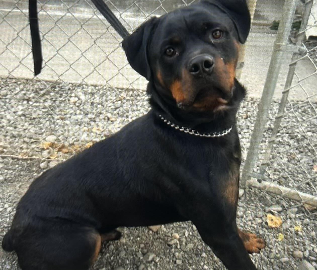 Kayo, Adopted, Young Male Rottweiler.
