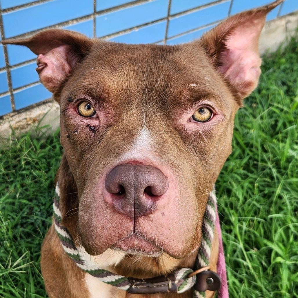 Ozzey, a Adoptable Terrier in St. Louis, MO image 2/6