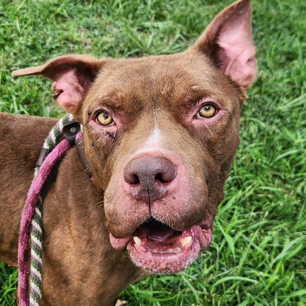 Ozzey, a Adoptable Terrier in St. Louis, MO image 3/6