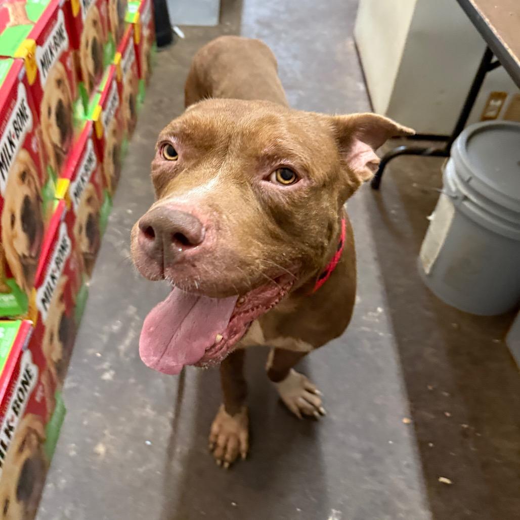 Ozzey, a Adoptable Terrier in St. Louis, MO image 5/6
