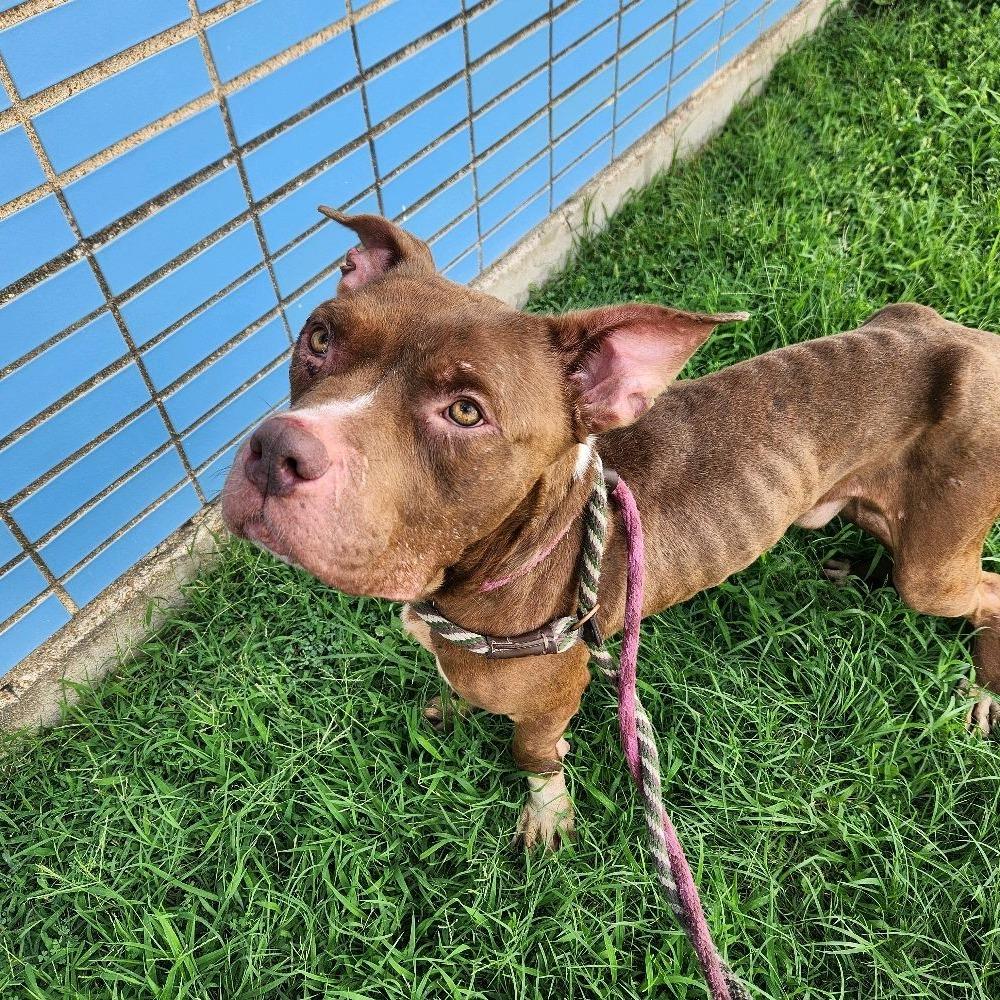 Ozzey, a Adoptable Terrier in St. Louis, MO image 6/6