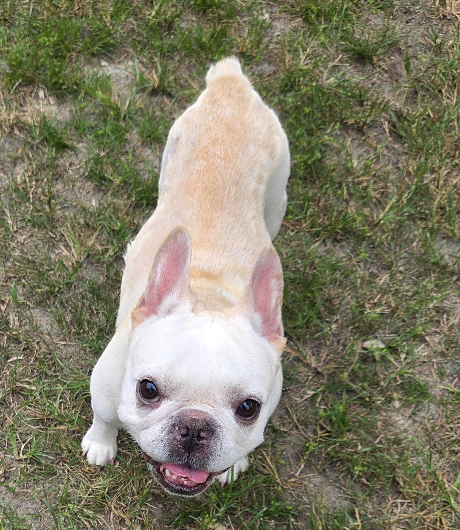 Tater Tottie, Adoptable, Adult Female French Bulldog.
