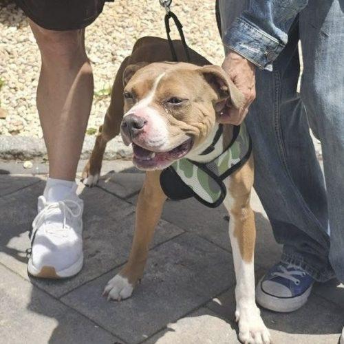 Enlarge Cocoa, a Adoptable mixed breed in Verona, NJ image 1/2