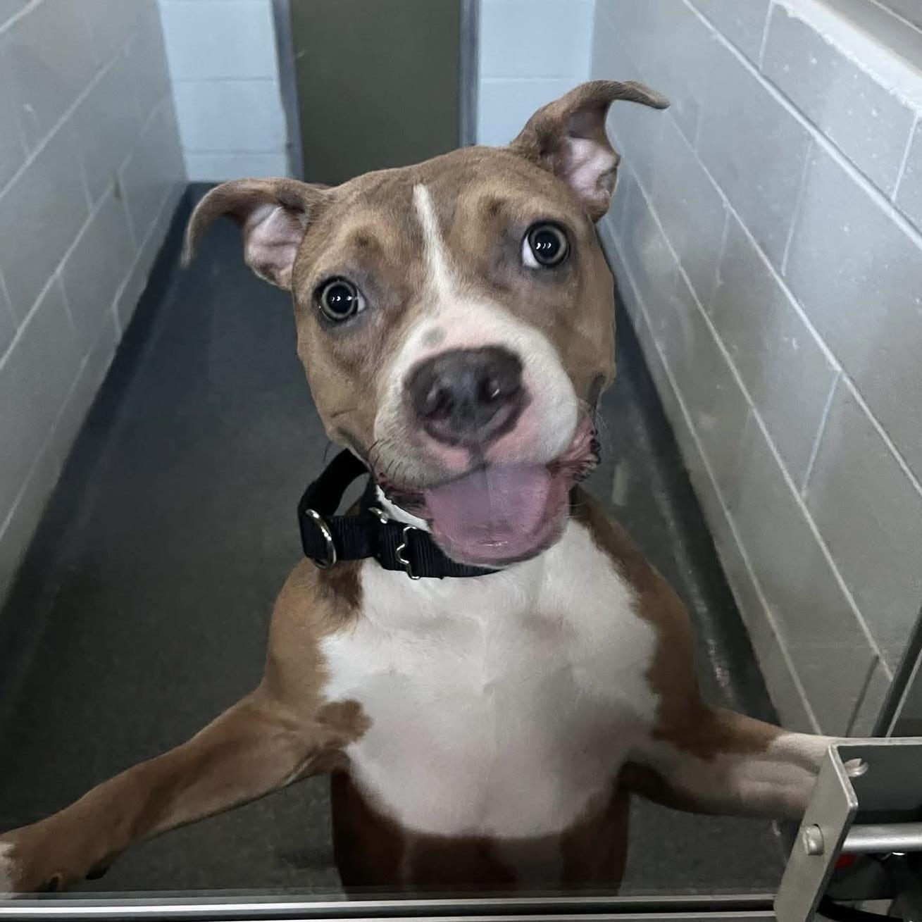 Enlarge Cocoa, a Adoptable mixed breed in Verona, NJ image 2/2