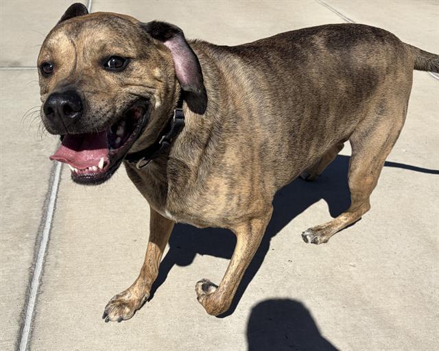 KAI, Adoptable, Adult Male Bullmastiff & Mixed Breed.
