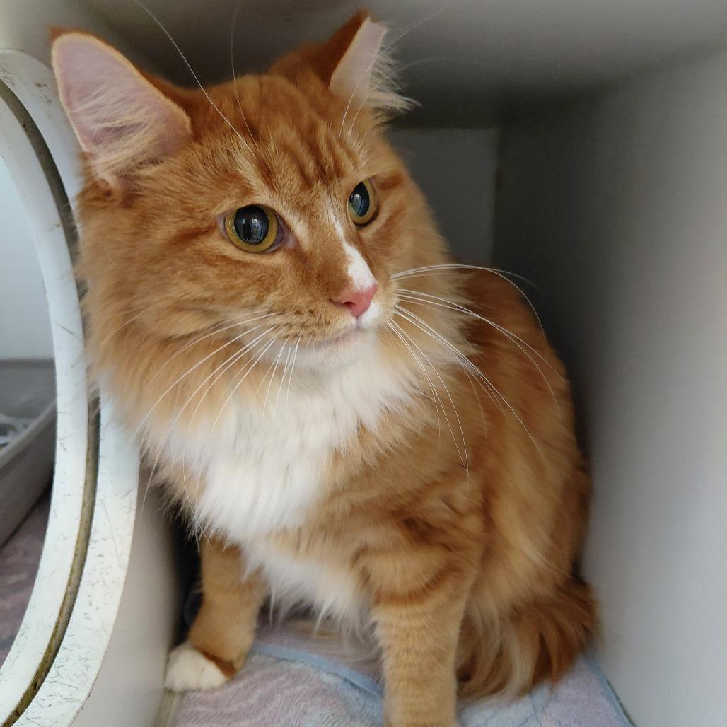 Enlarge Anastasia, a Adoptable Domestic Long Hair in Philadelphia, PA image 1/2