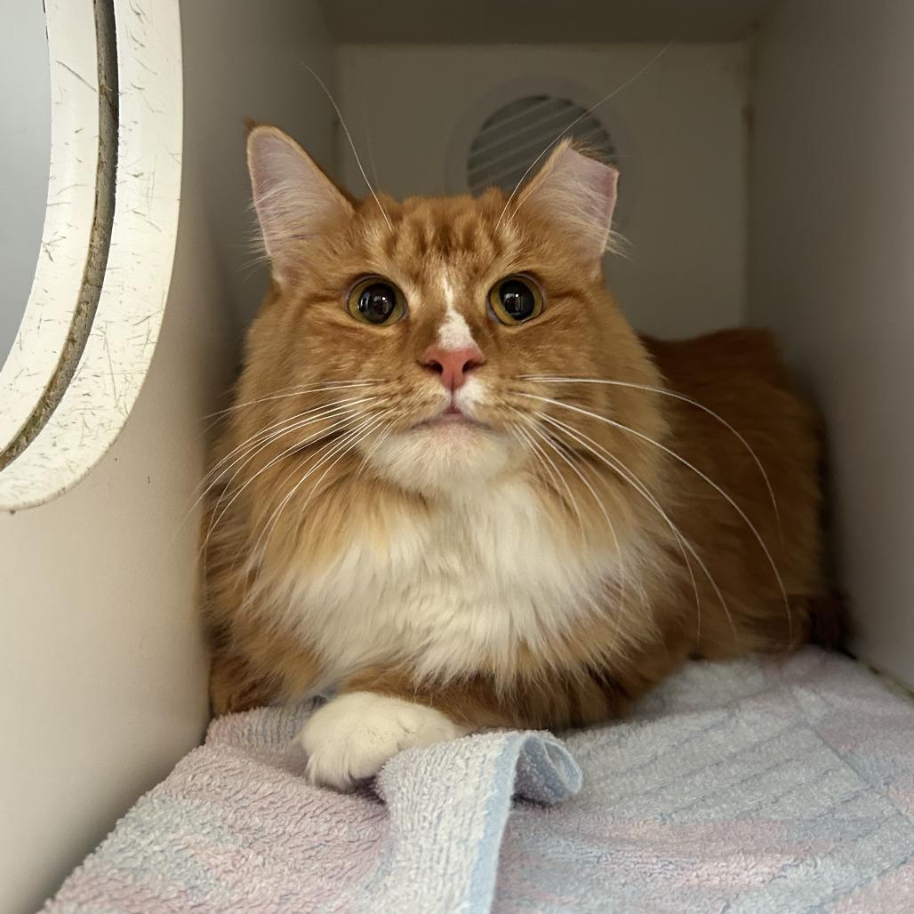 Enlarge Anastasia, a Adoptable Domestic Long Hair in Philadelphia, PA image 2/2