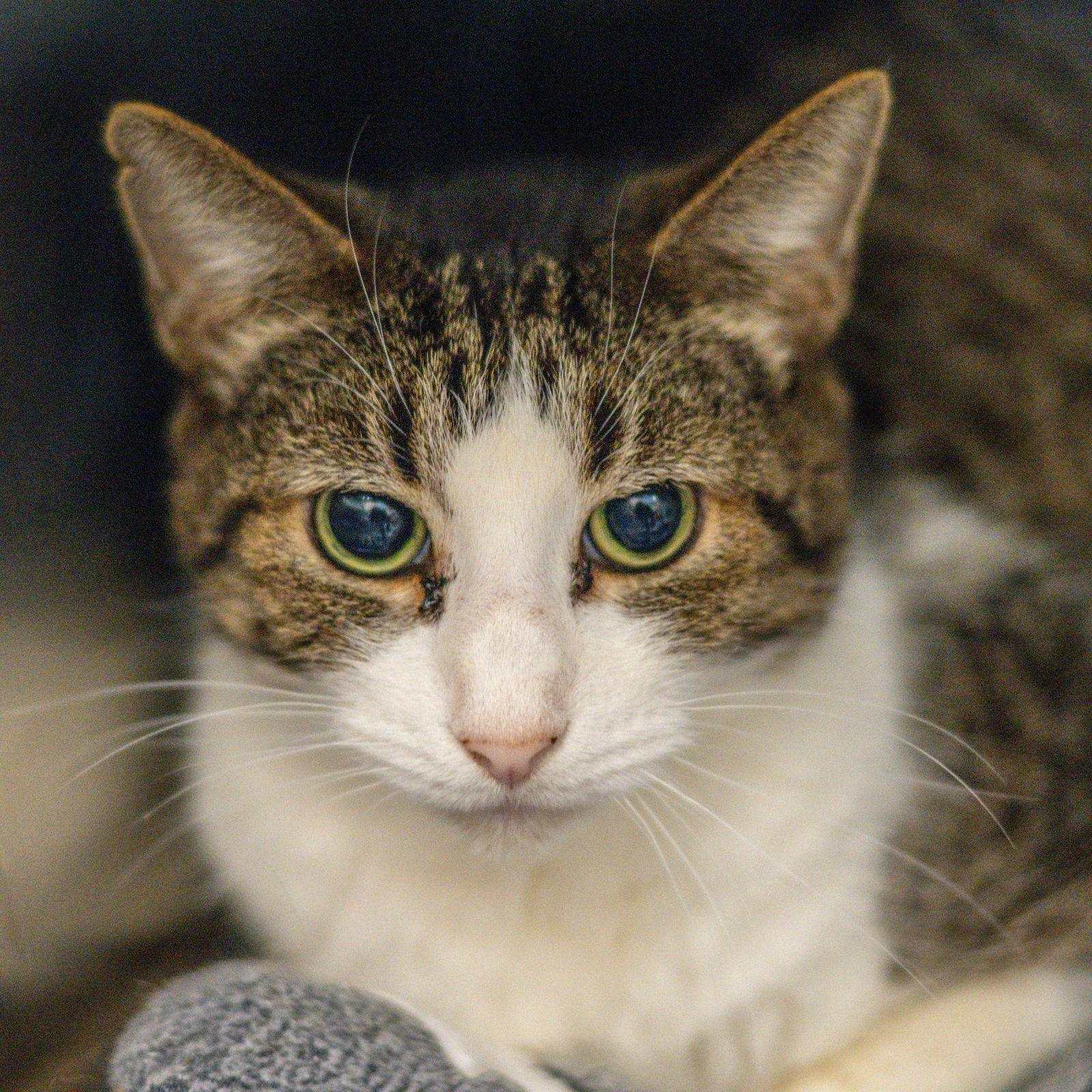 Enlarge Carter, a Adoptable Domestic Short Hair in Hilton Head Island, SC image 1/2