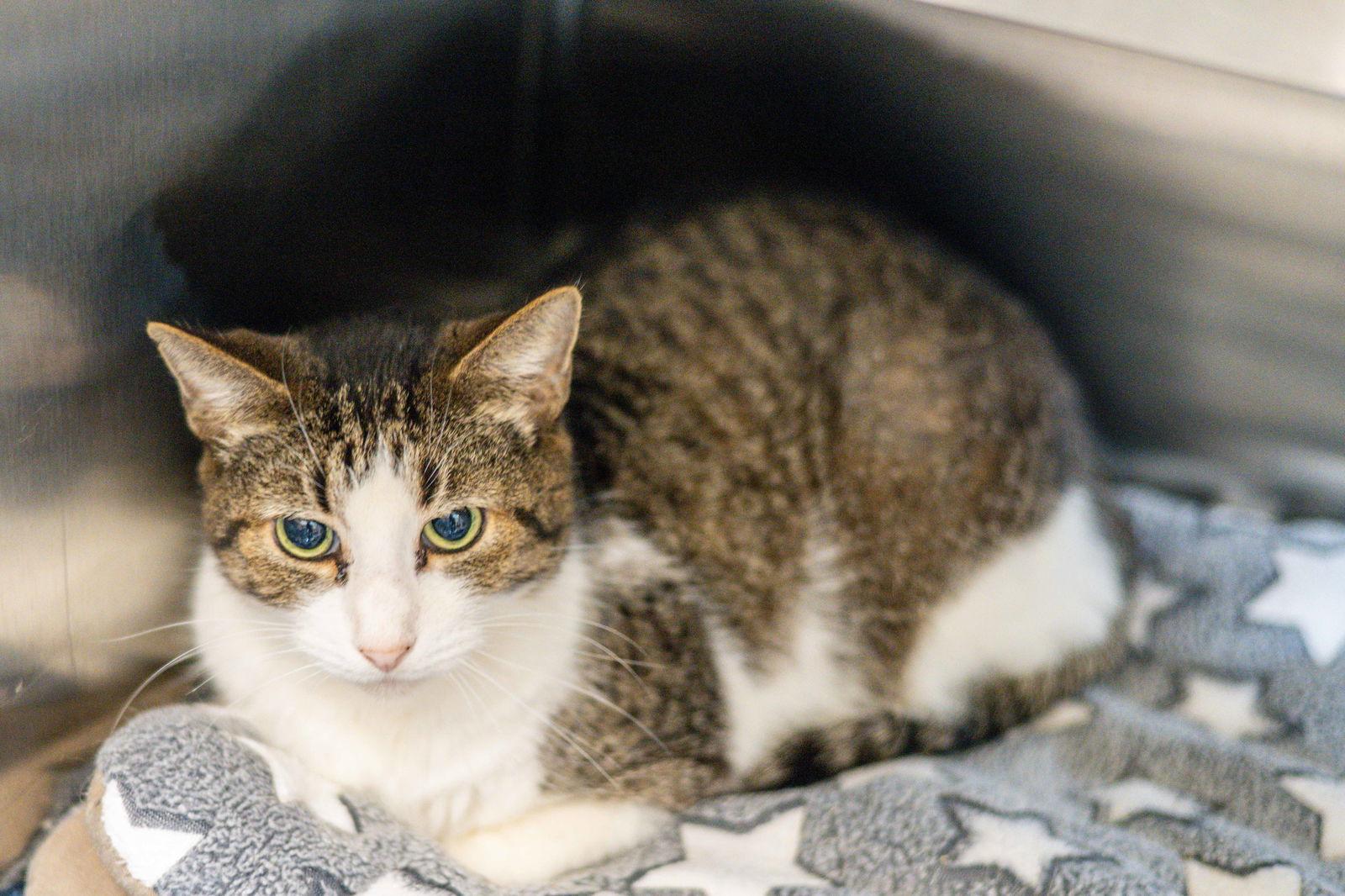 Enlarge Carter, a Adoptable Domestic Short Hair in Hilton Head Island, SC image 2/2