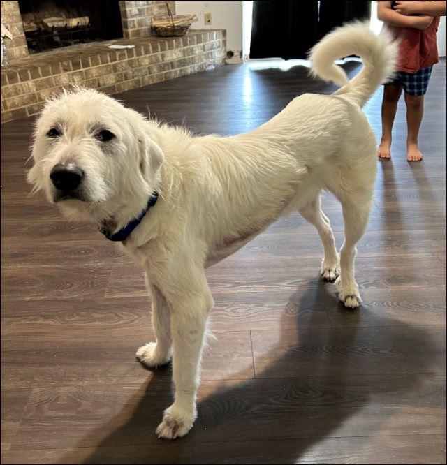 Max, Adoptable, Young Male Great Pyrenees.