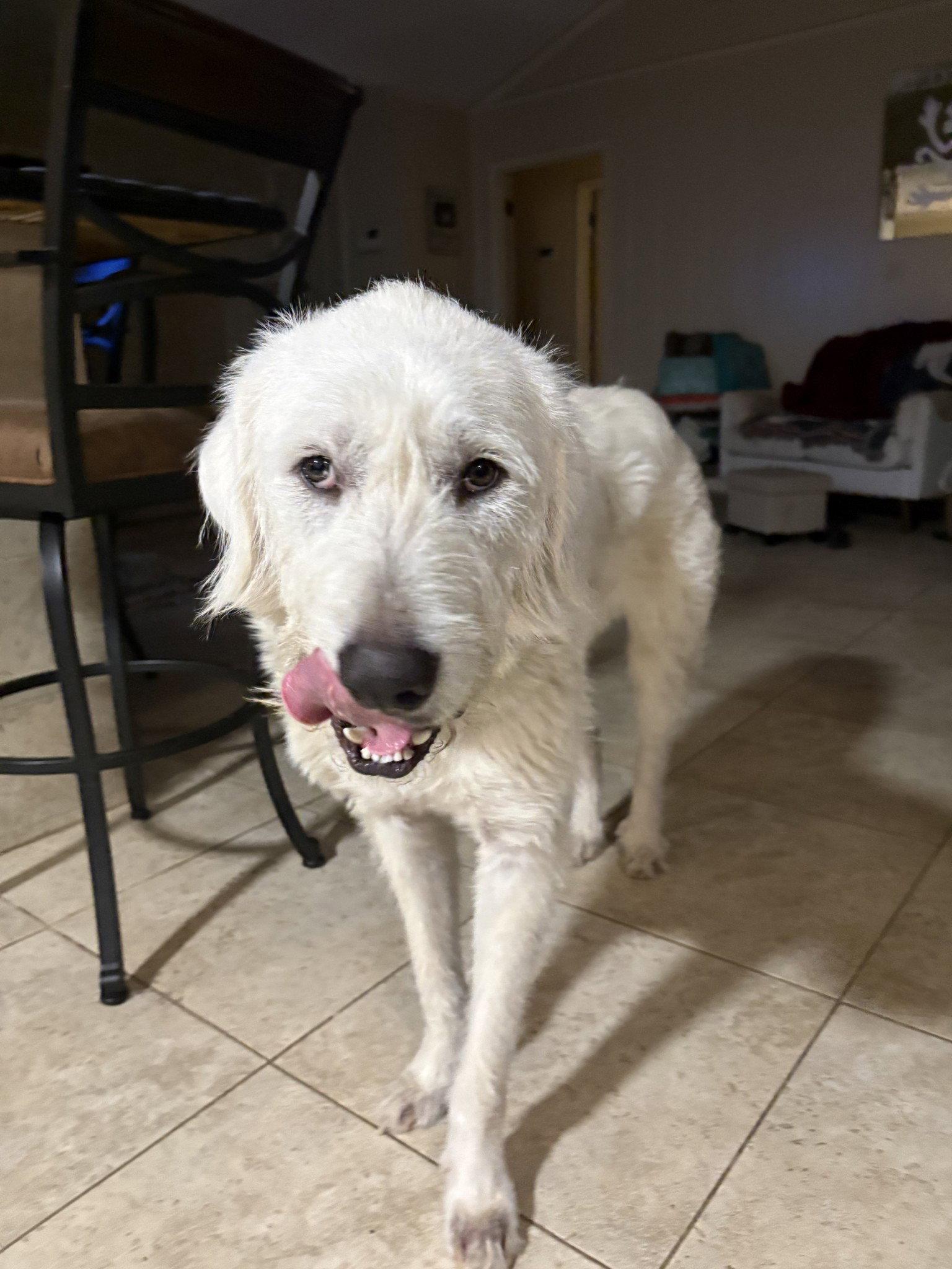 Enlarge Max, a Adoptable Great Pyrenees in Houston, TX image 2/3