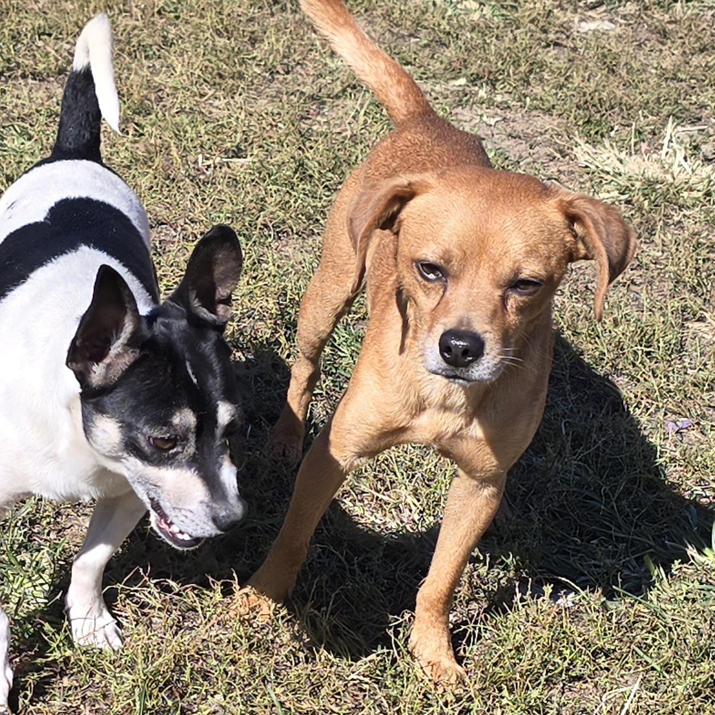 Enlarge Pumkin, a Adoptable mixed breed in Terre Haute, IN image 3/6