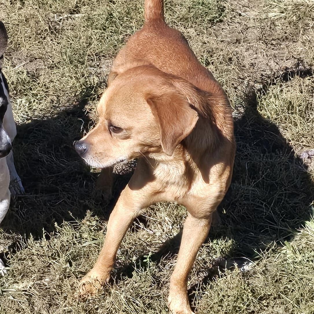 Enlarge Pumkin, a Adoptable mixed breed in Terre Haute, IN image 4/6