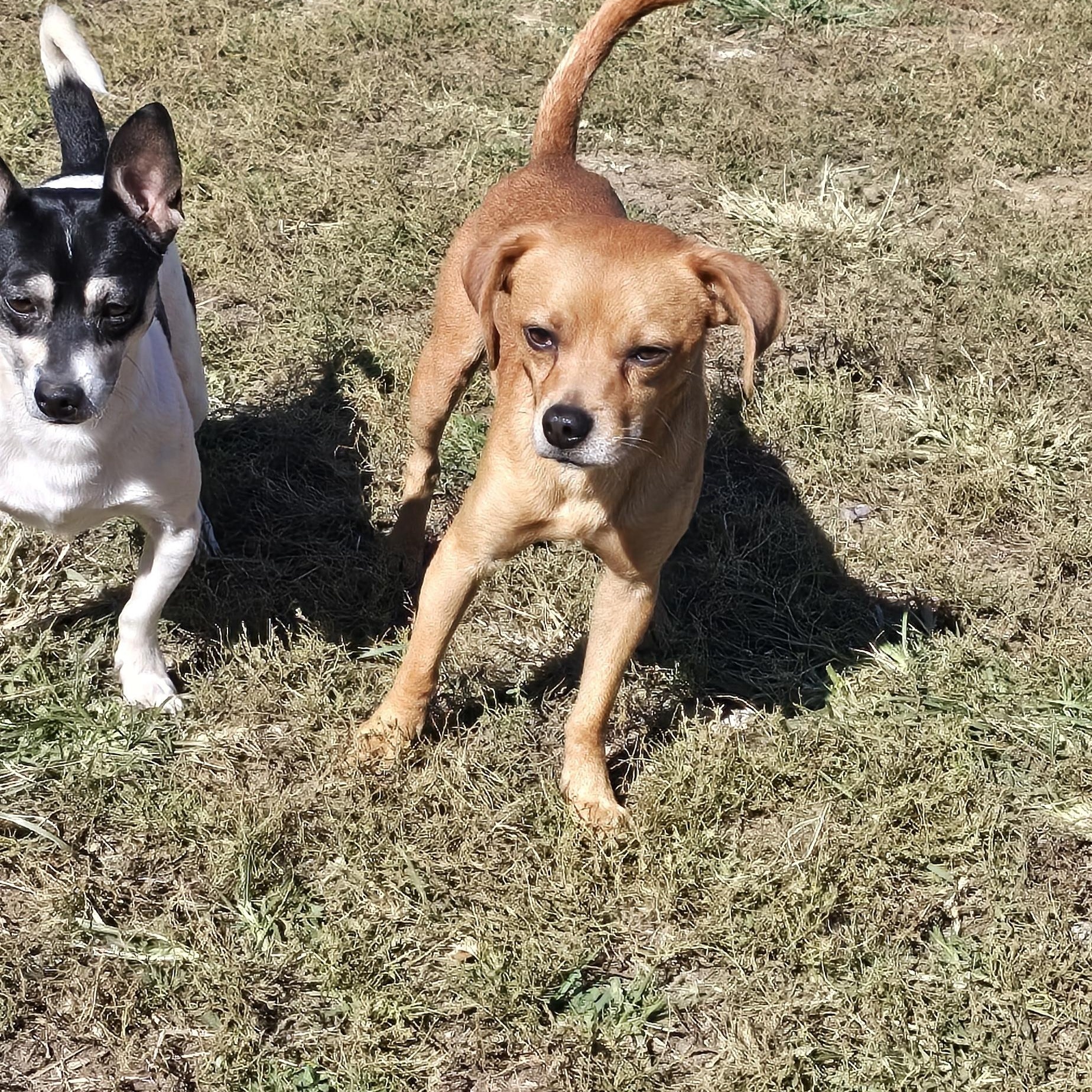 Enlarge Pumkin, a Adoptable mixed breed in Terre Haute, IN image 5/6
