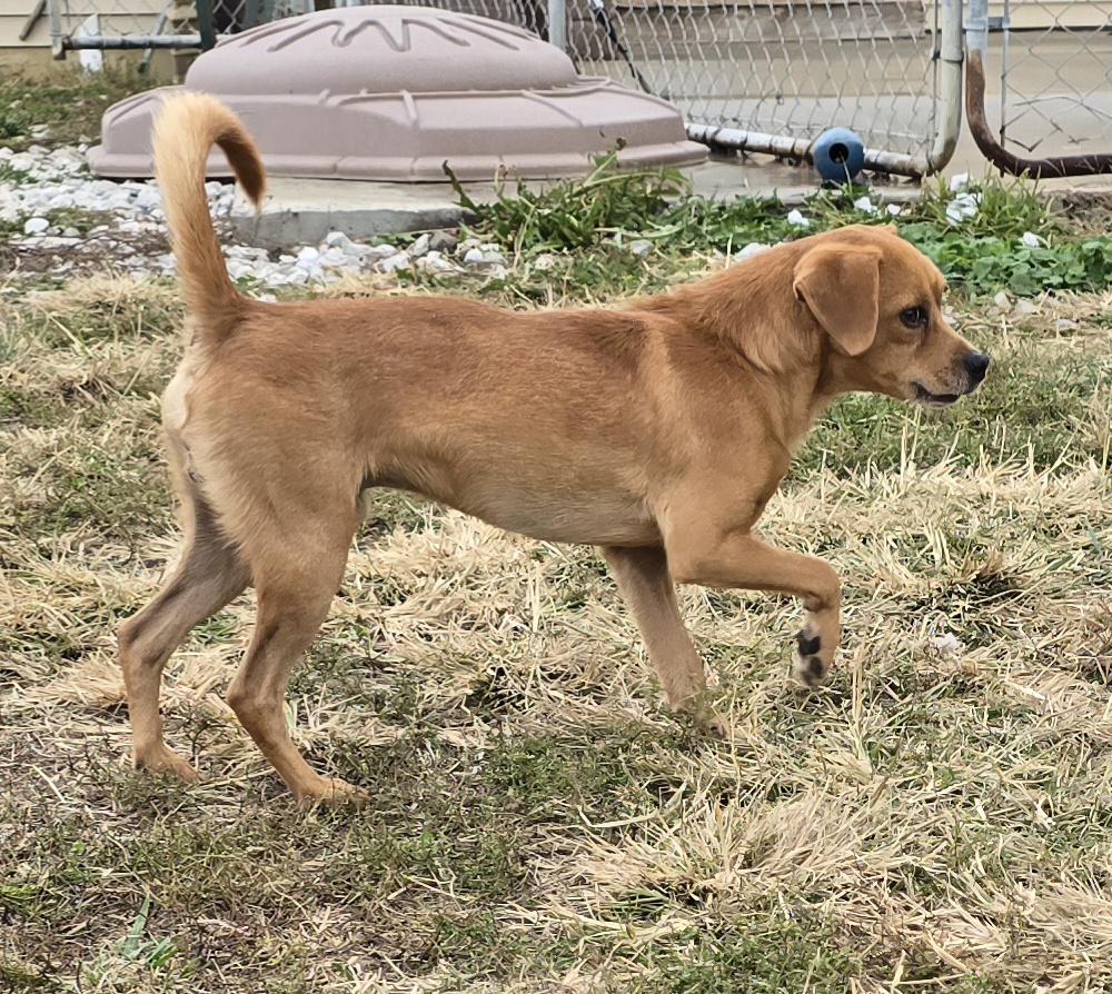 Pumkin, Adoptable, Young Male Beagle & Mixed Breed.