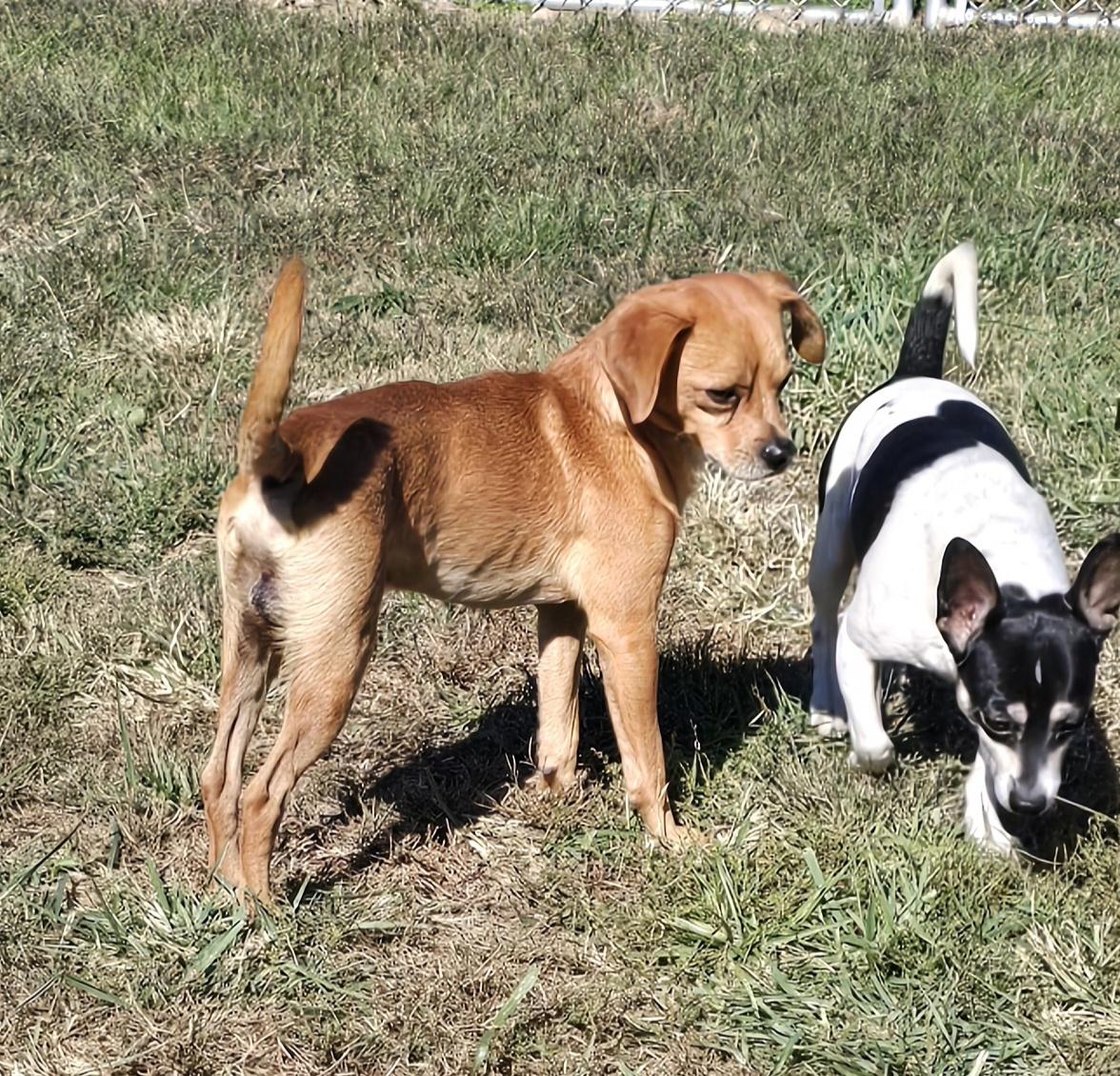 Enlarge Pumkin, a Adoptable mixed breed in Terre Haute, IN image 2/6