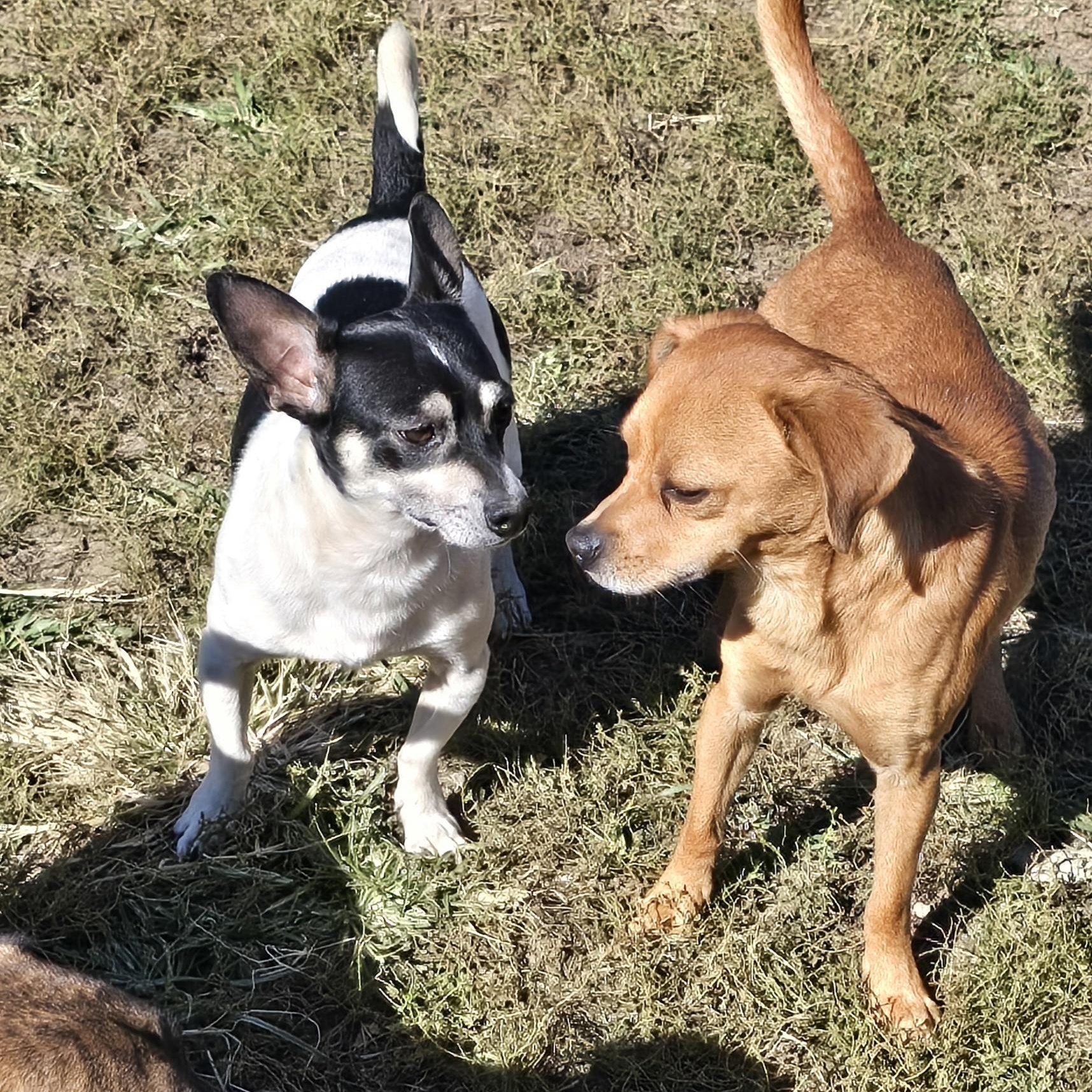 Enlarge Pumkin, a Adoptable mixed breed in Terre Haute, IN image 6/6