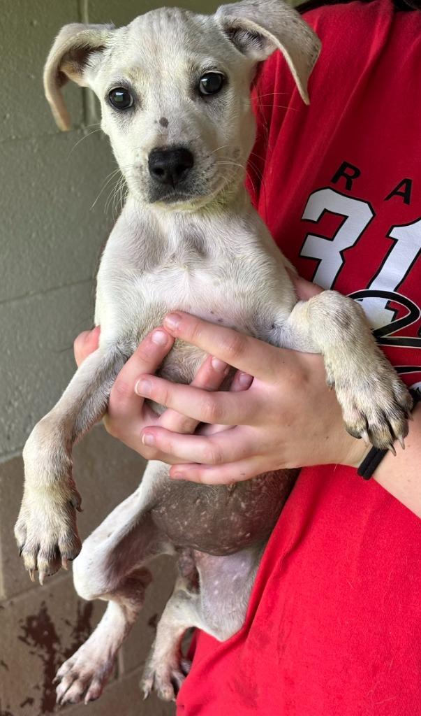 Jinx, Adoptable, Puppy Female Labrador Retriever.