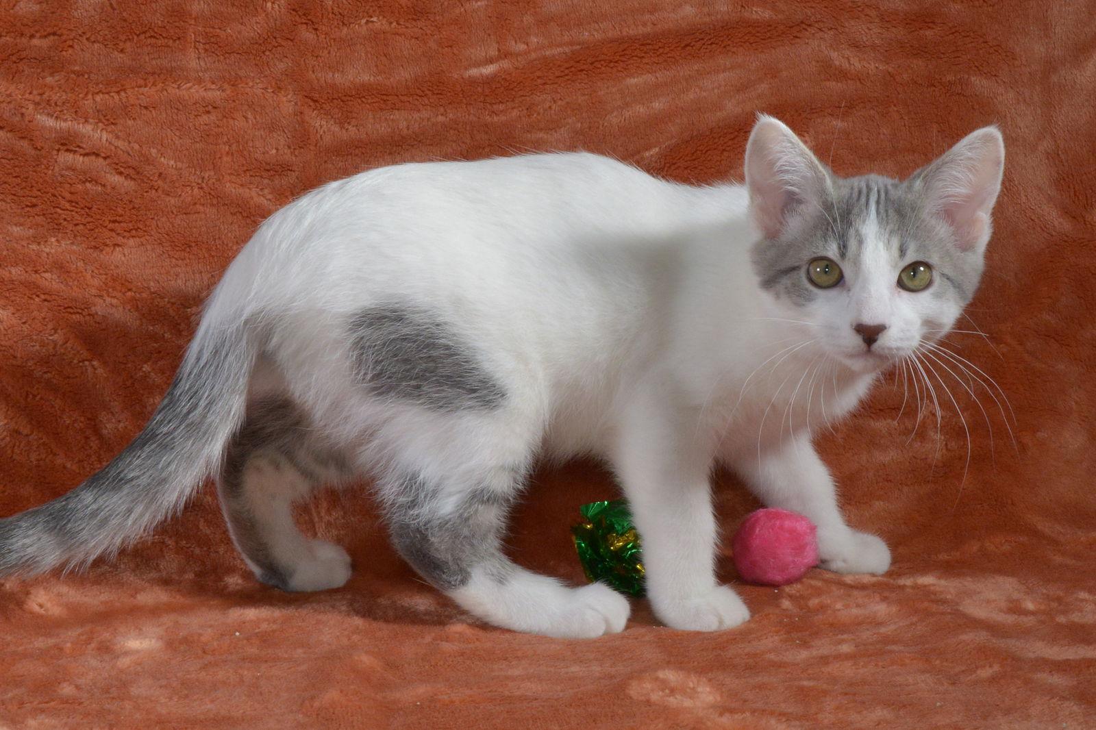 Gabee, Adopted, Kitten Female Domestic Short Hair.