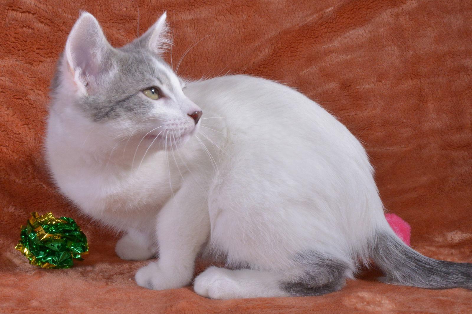 Enlarge Gabee, a Adopted Domestic Short Hair in Traverse City, MI image 2/3