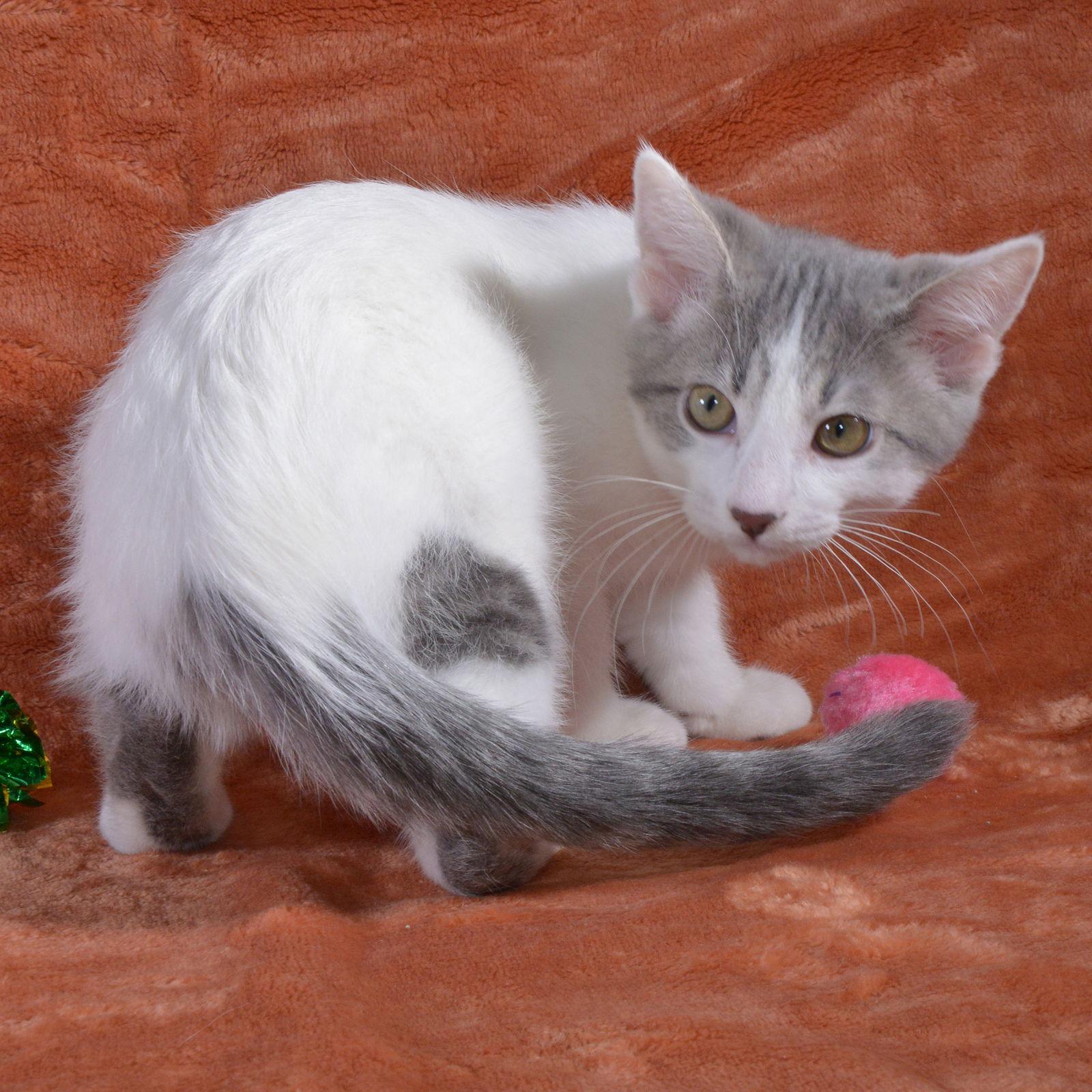 Enlarge Gabee, a Adopted Domestic Short Hair in Traverse City, MI image 3/3