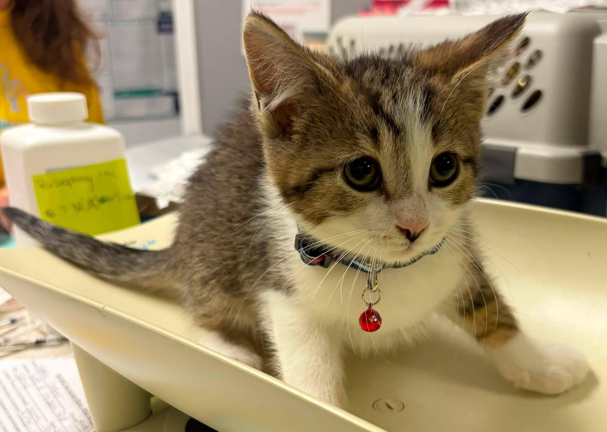 Linda 3, Adoptable, Young Male Domestic Short Hair.