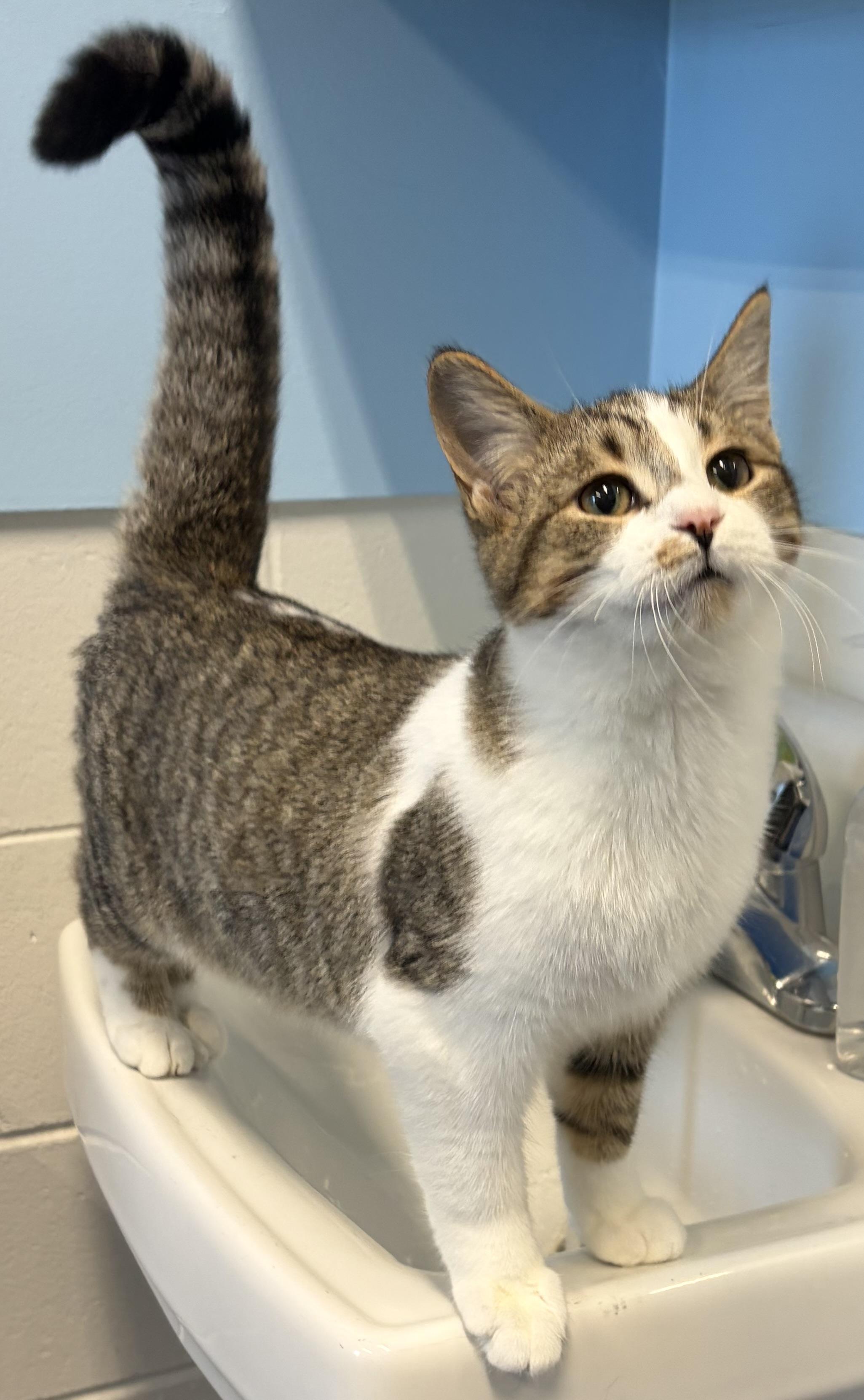 Leon, Adoptable, Young Male Domestic Short Hair.