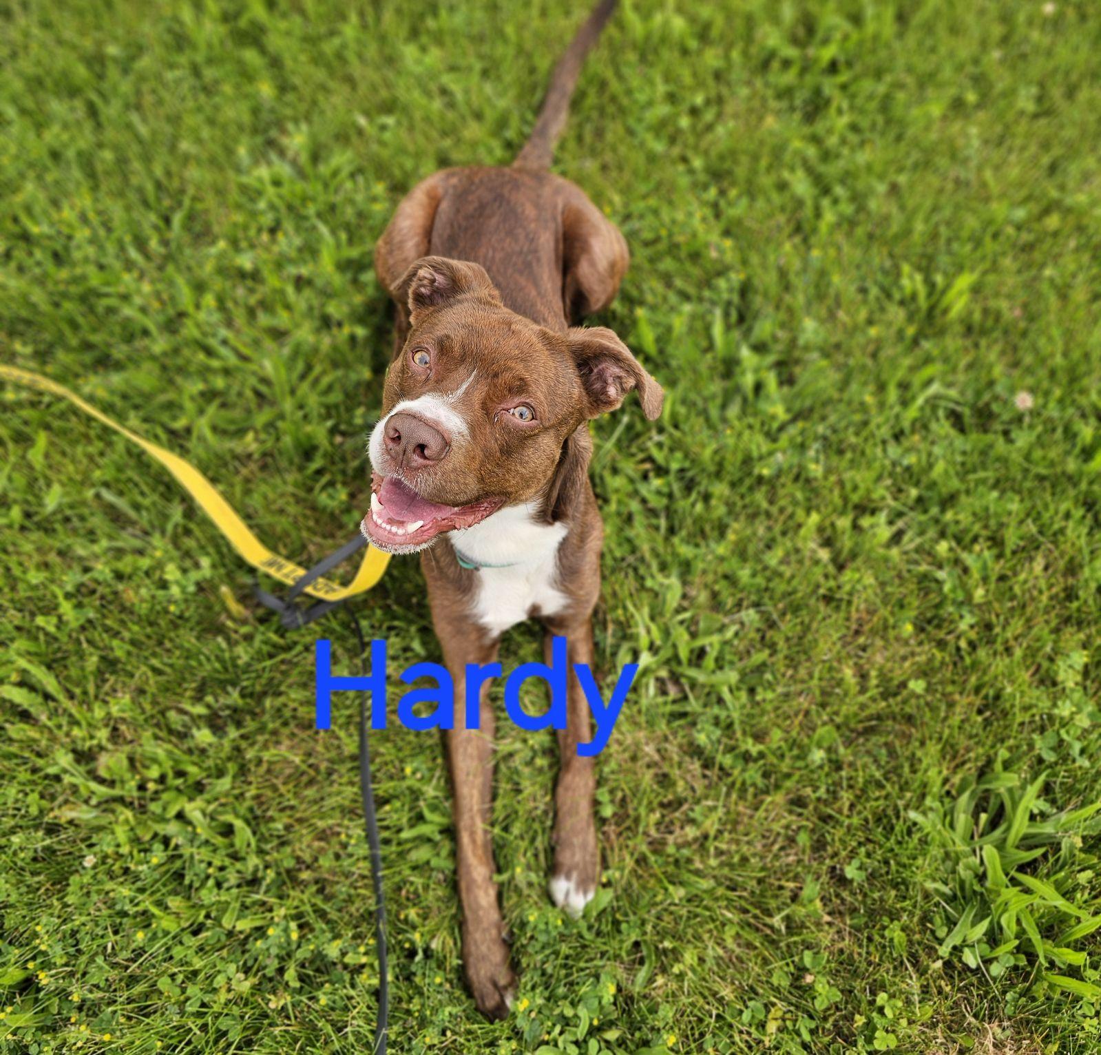 Hardy, Adopted, Adult Male Pit Bull Terrier.