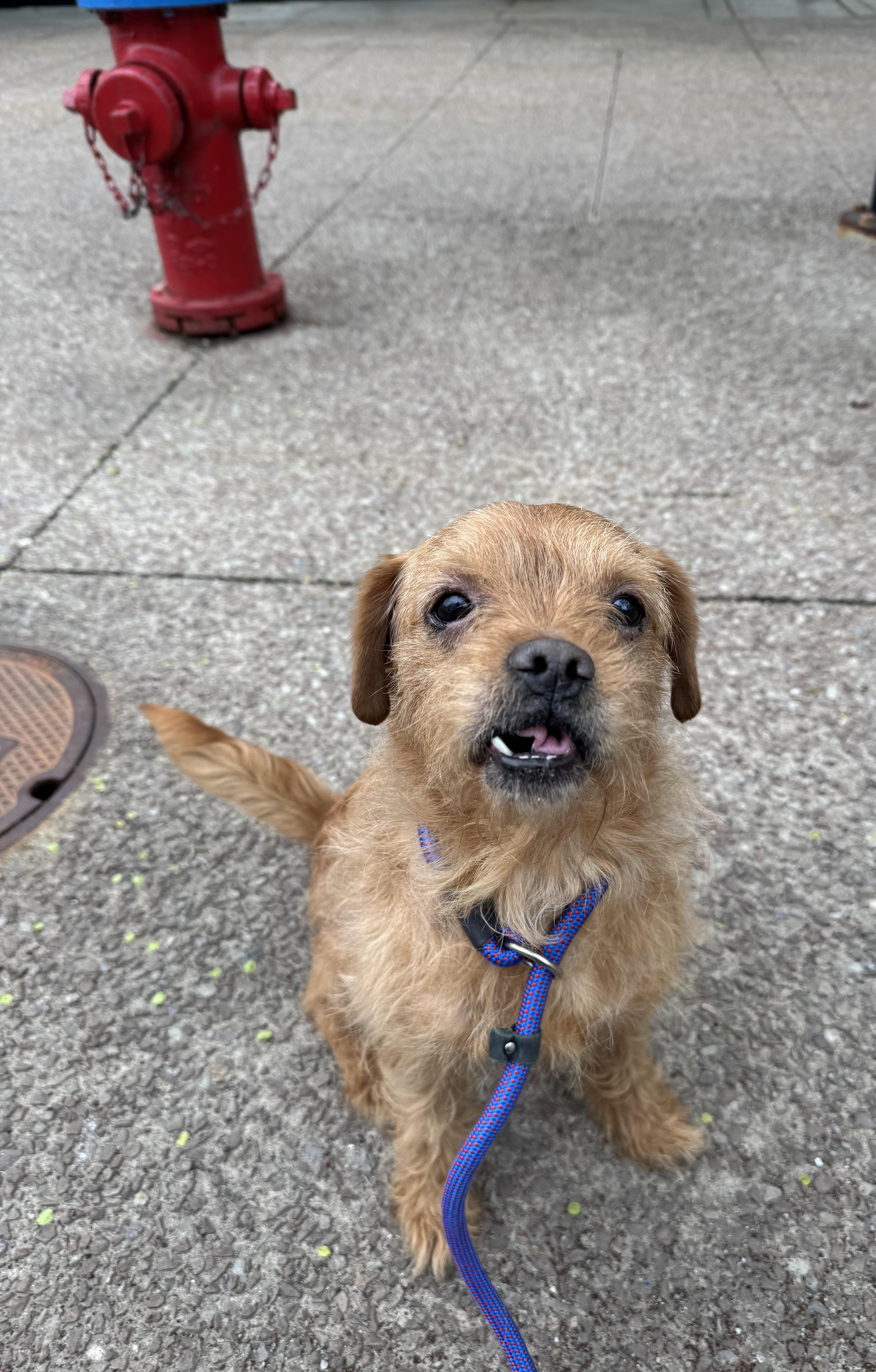 Enlarge George, an adopted mixed breed in Buffalo, NY image 5/5